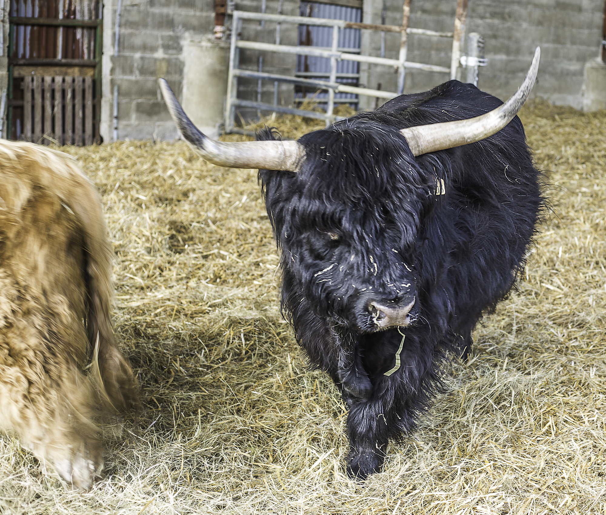 Face à face avec le taureau