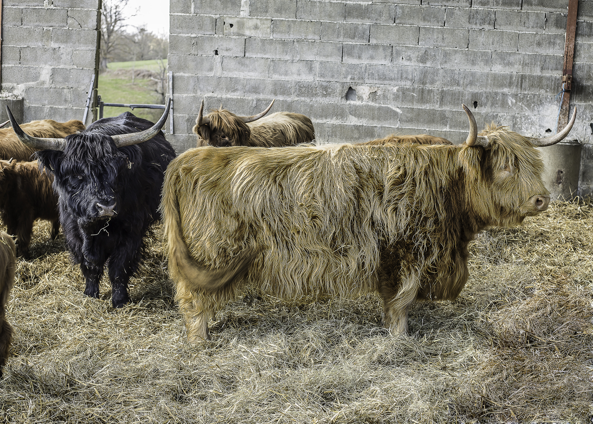 1 Vache Nanou et taureau Fongorn 1bis 260316.jpg
