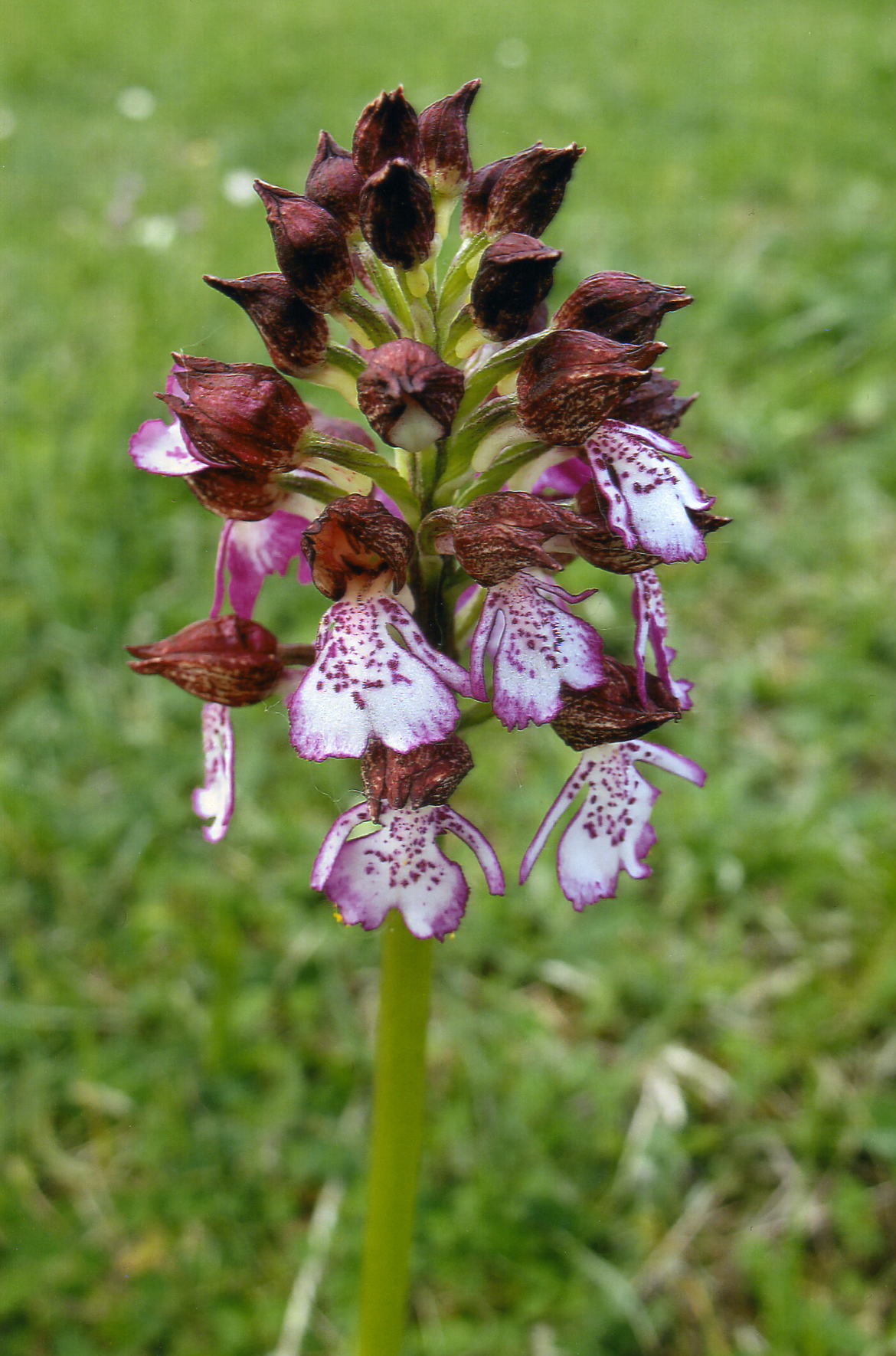 orchidee0008.jpg