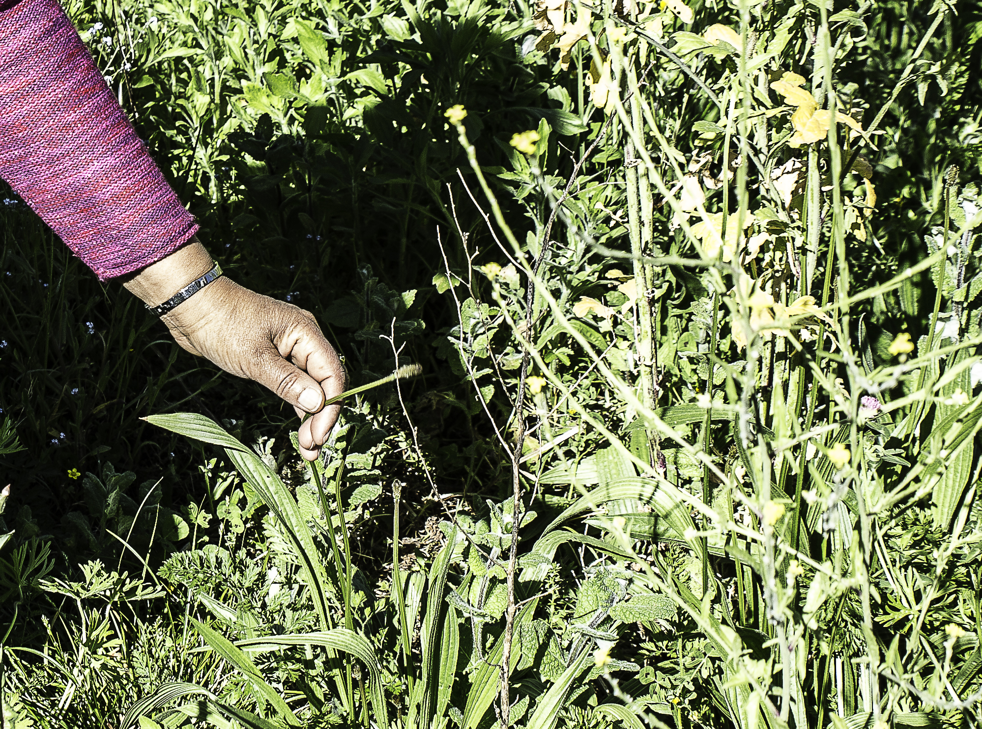 4  Nadia Boyer montre un épi de plantin lancéolé 1bis 040516.jpg