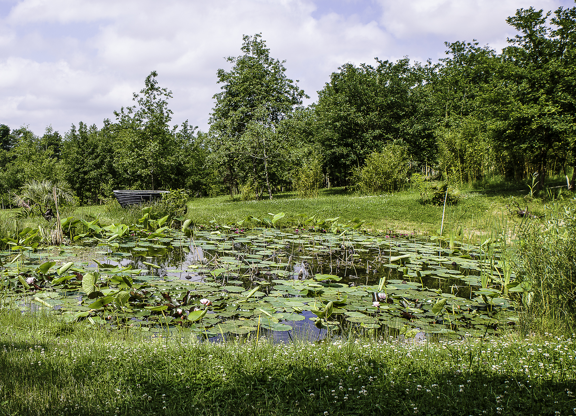 17 Bassin avec nénuphars 1bis 270516.jpg