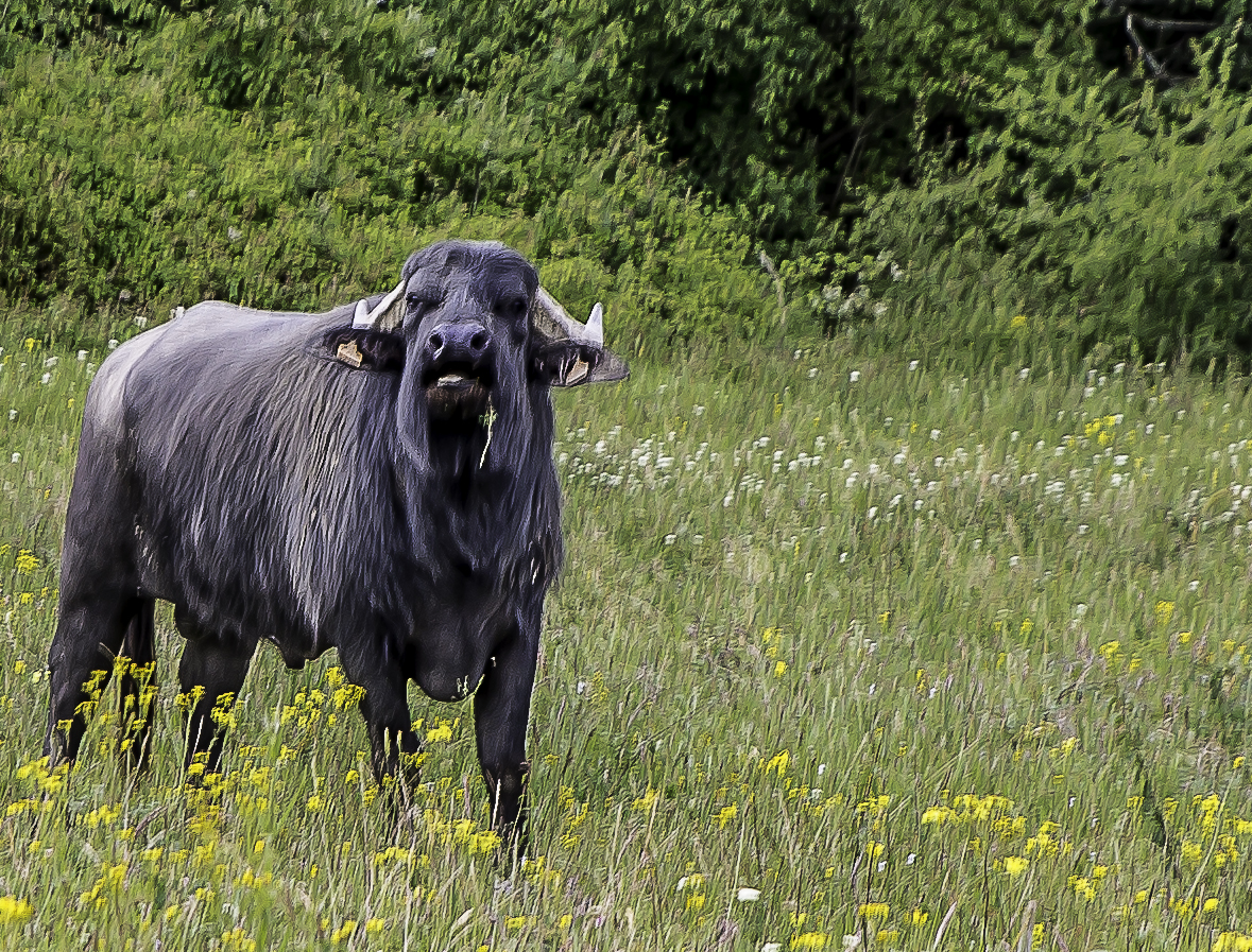 5 Autre animal 1bis 200616.jpg