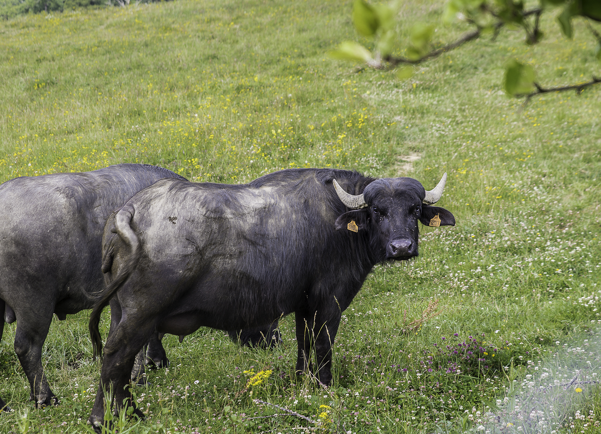 4 Autre animal 1bis 200616.jpg