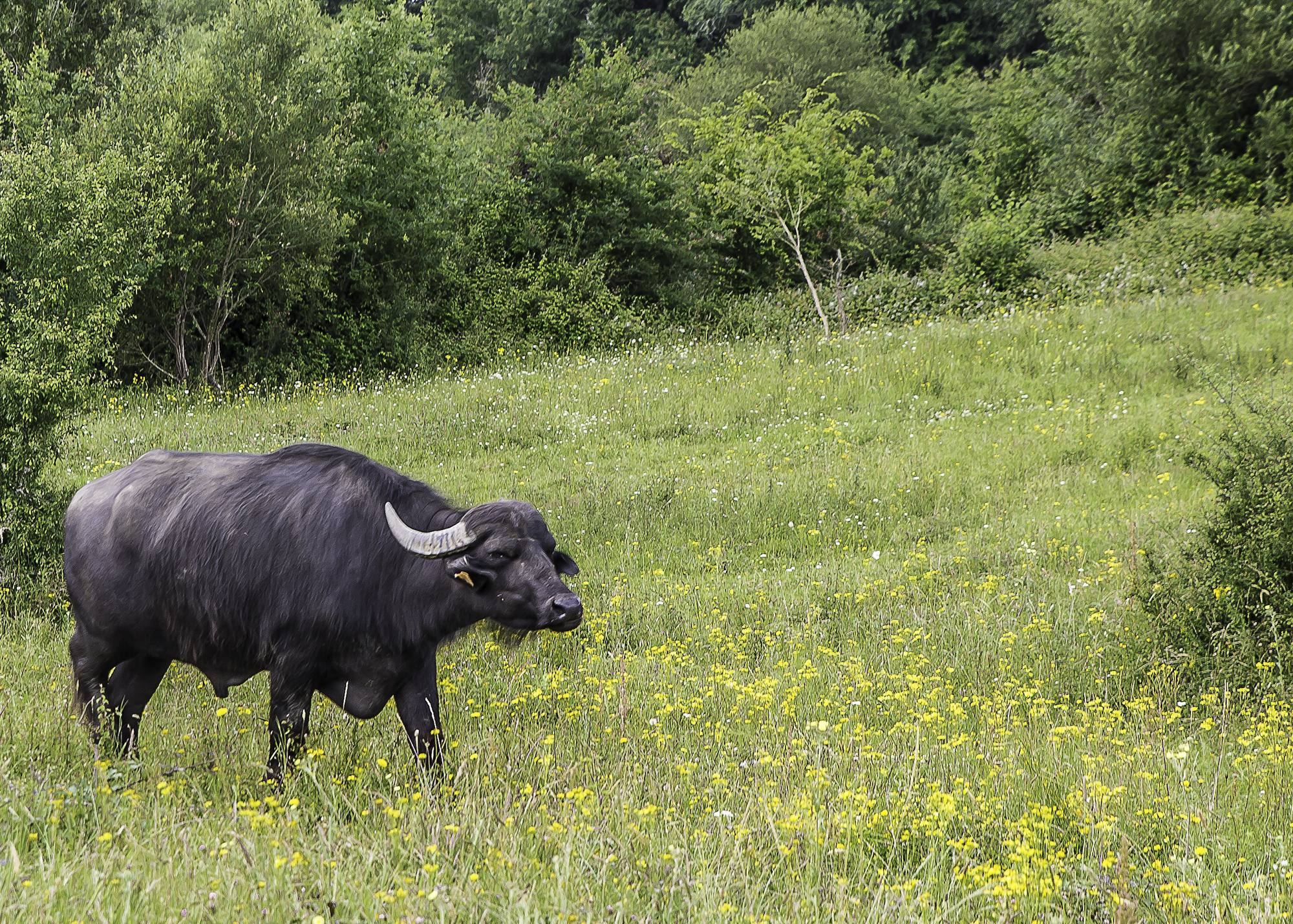 3 Autre animal 1bis 200616.jpg