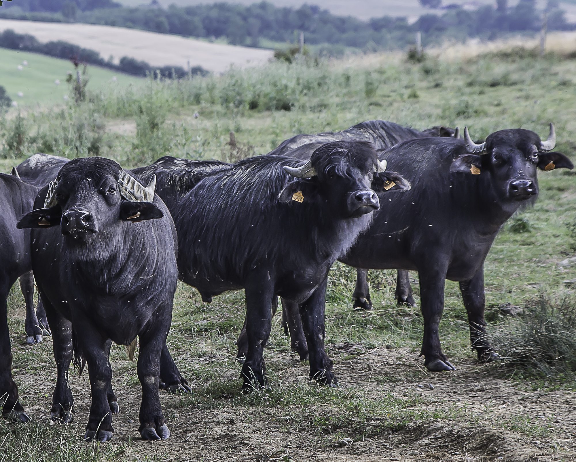 14 Ferme aux buffles buffles 1bis 090716.jpg