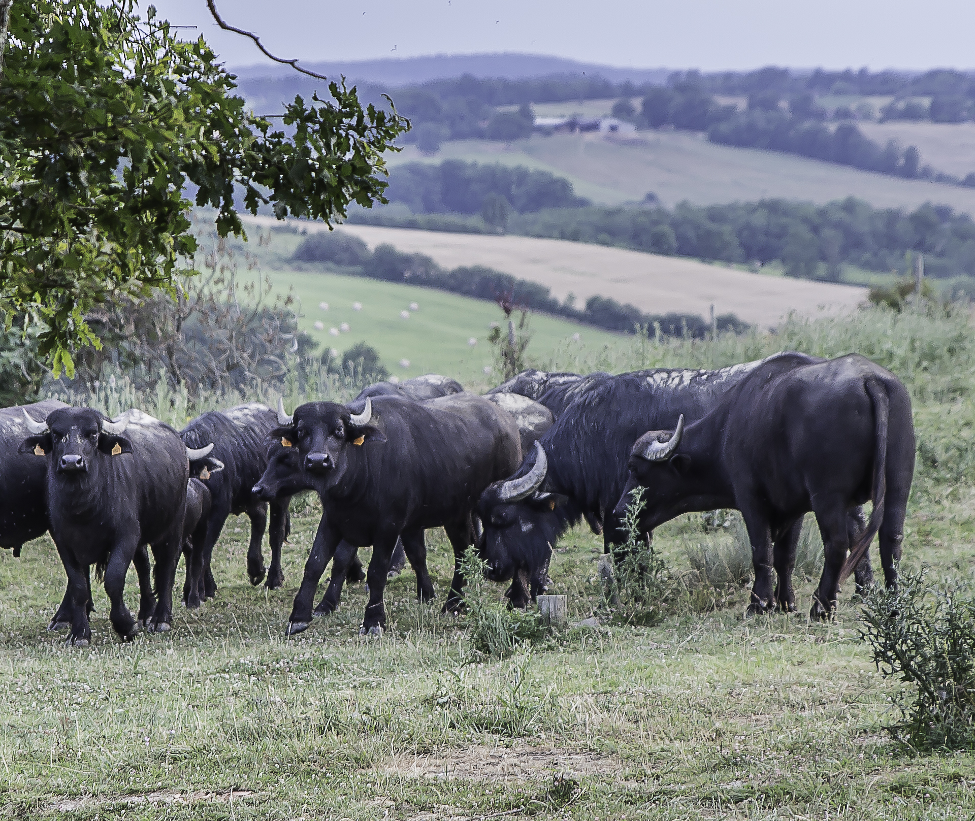 12 Ferme aux buffles buffles et veau 1 080716.jpg