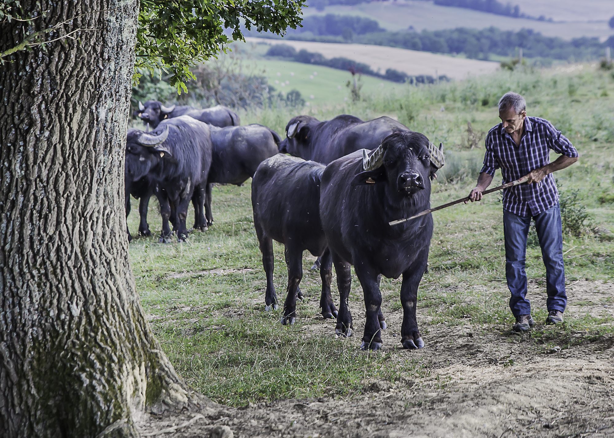 15 Ferme aux buffles Martial Bonifassy 1bis 090716.jpg