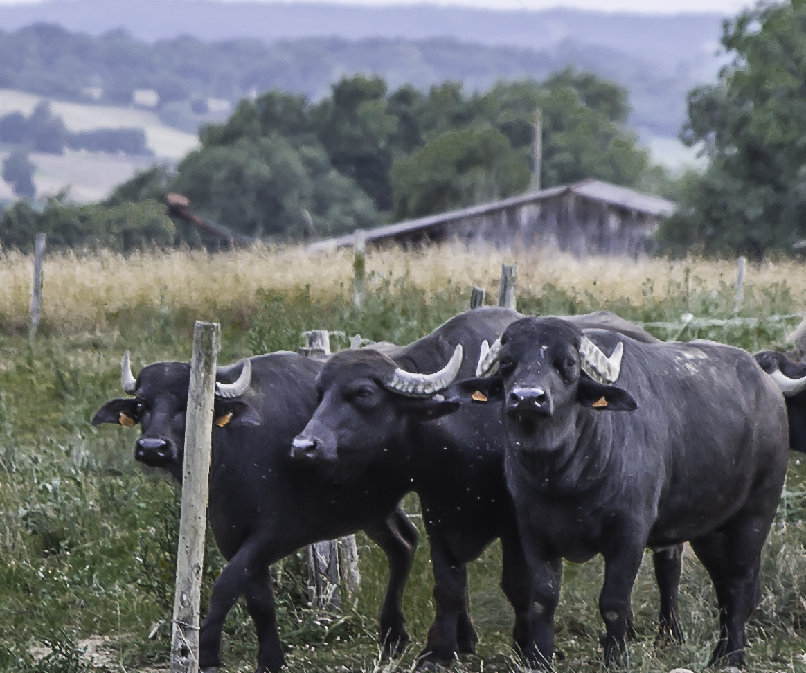 10 Ferme aux buffles buffles et veau 1 080716.jpg
