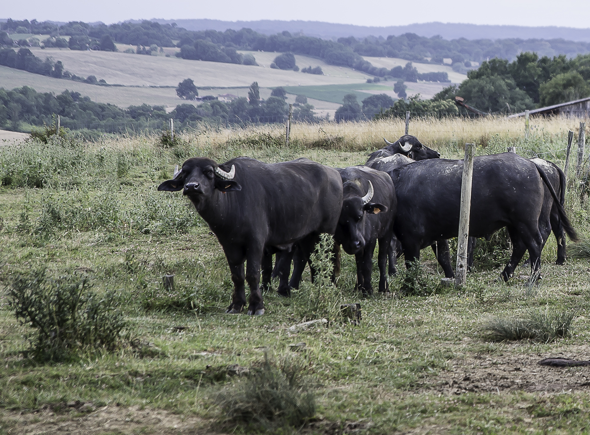 11 Ferme aux buffles buffles et veau 1bis 080716.jpg