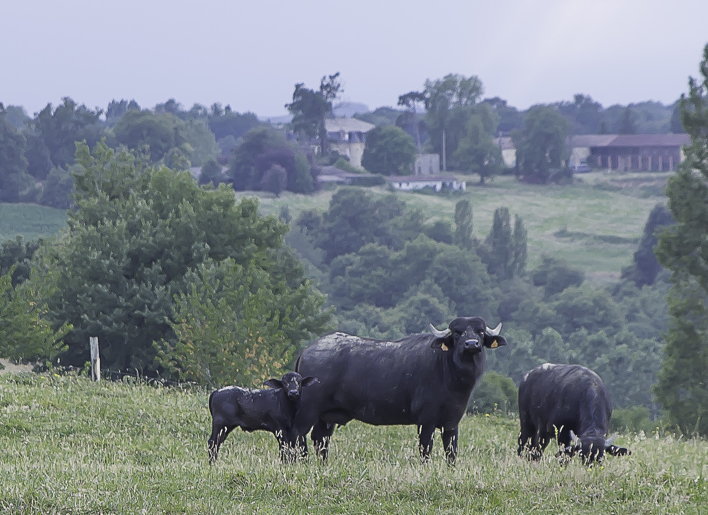7 Ferme aux buffles buffles et veau 1 080716.jpg