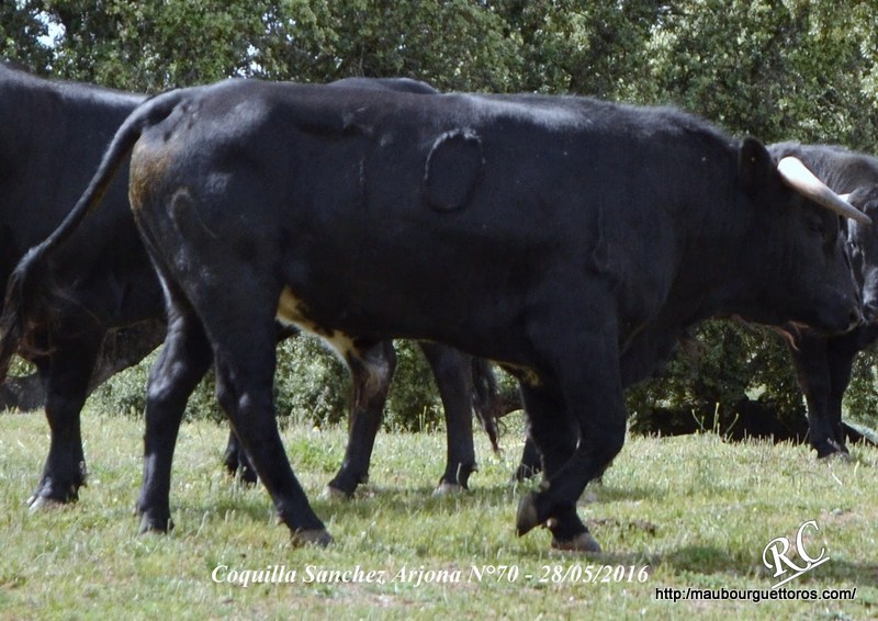 CoqSA N°70 28 05 2016.JPG