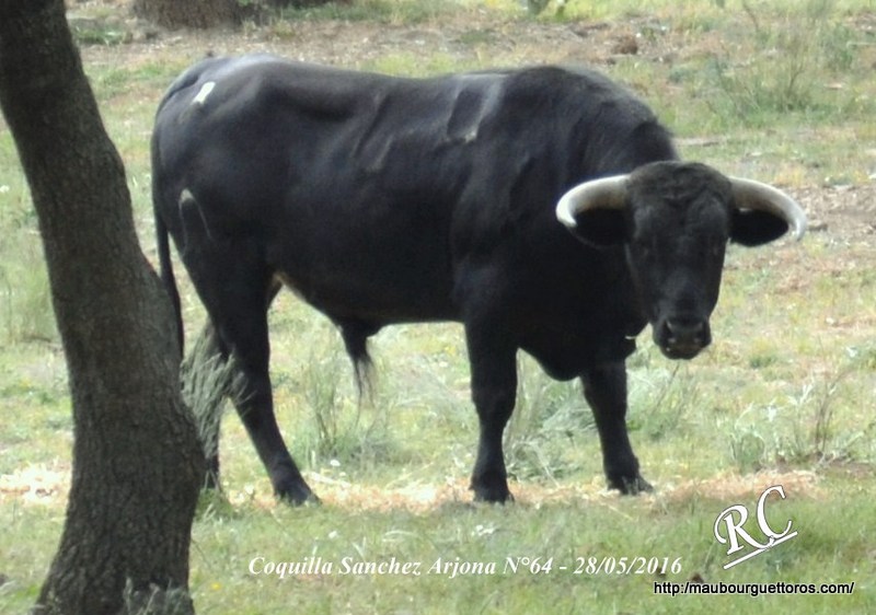 CoqSA N°64 28 05 2016.JPG