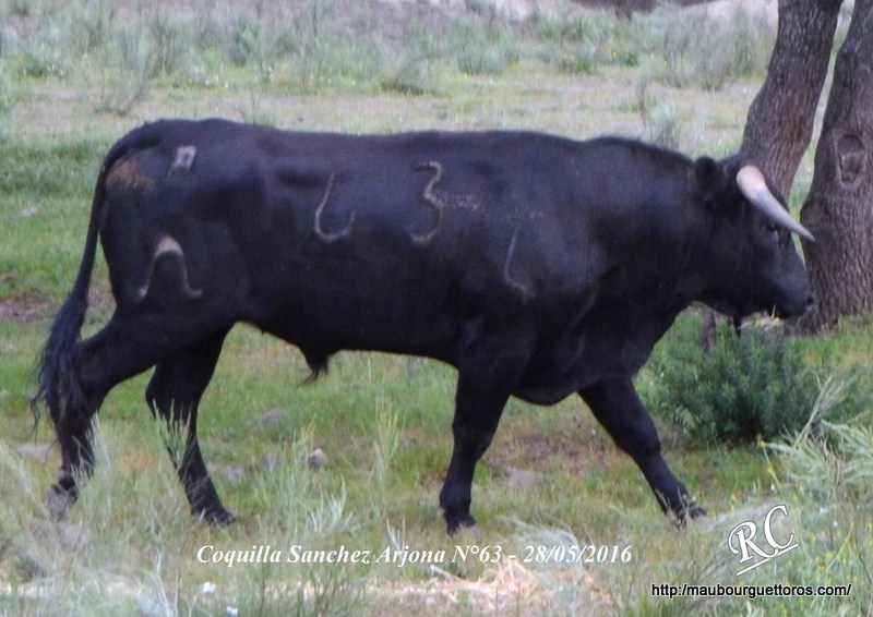 CoqSA N°63 28 05 2016.JPG