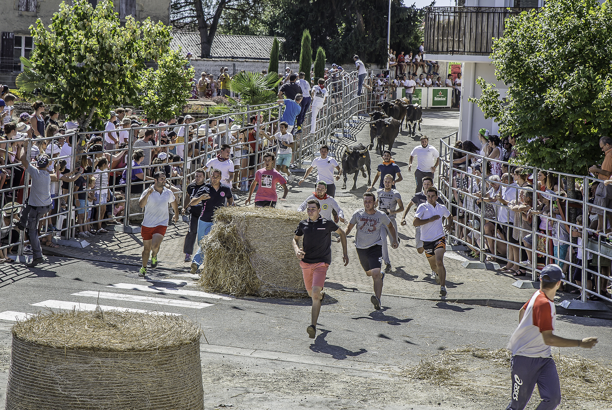 4 Arrivée des vaches gros plan 1bis 140816.jpg
