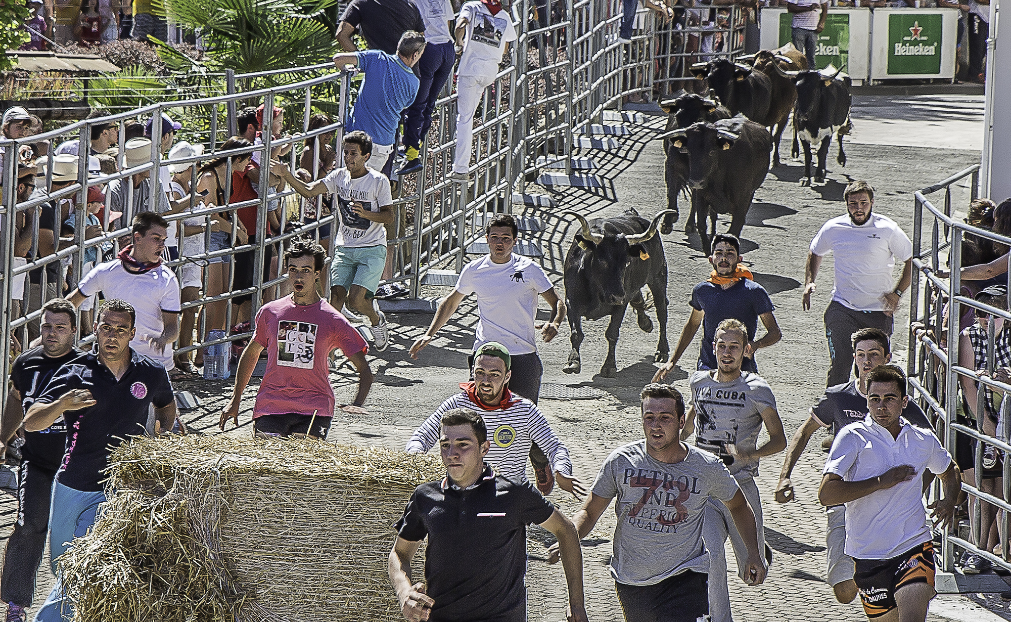 4bis Arrivée des vaches gros plan 1bis 140816.jpg