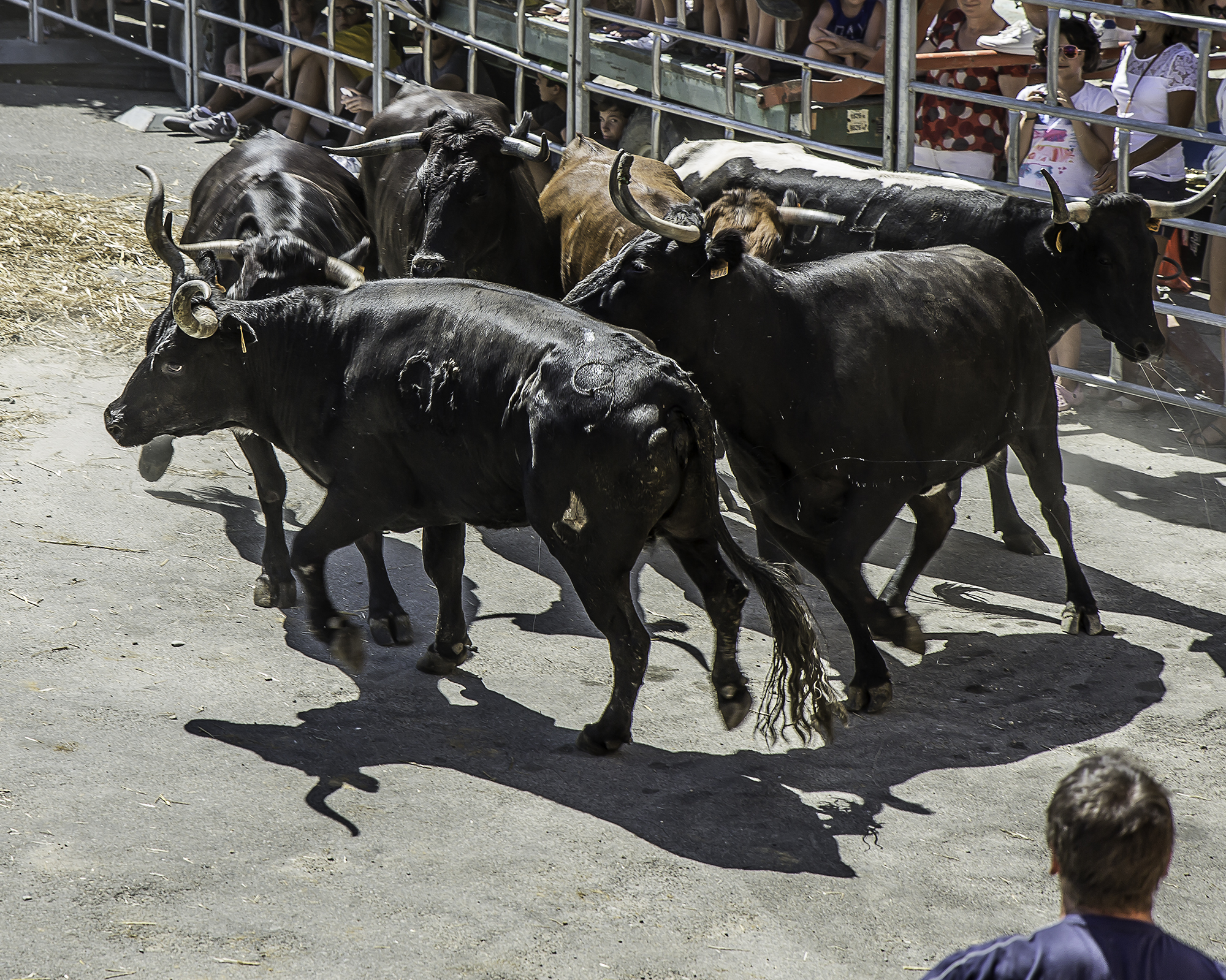 13 Les vaches font demi-tour 1bis 140816.jpg