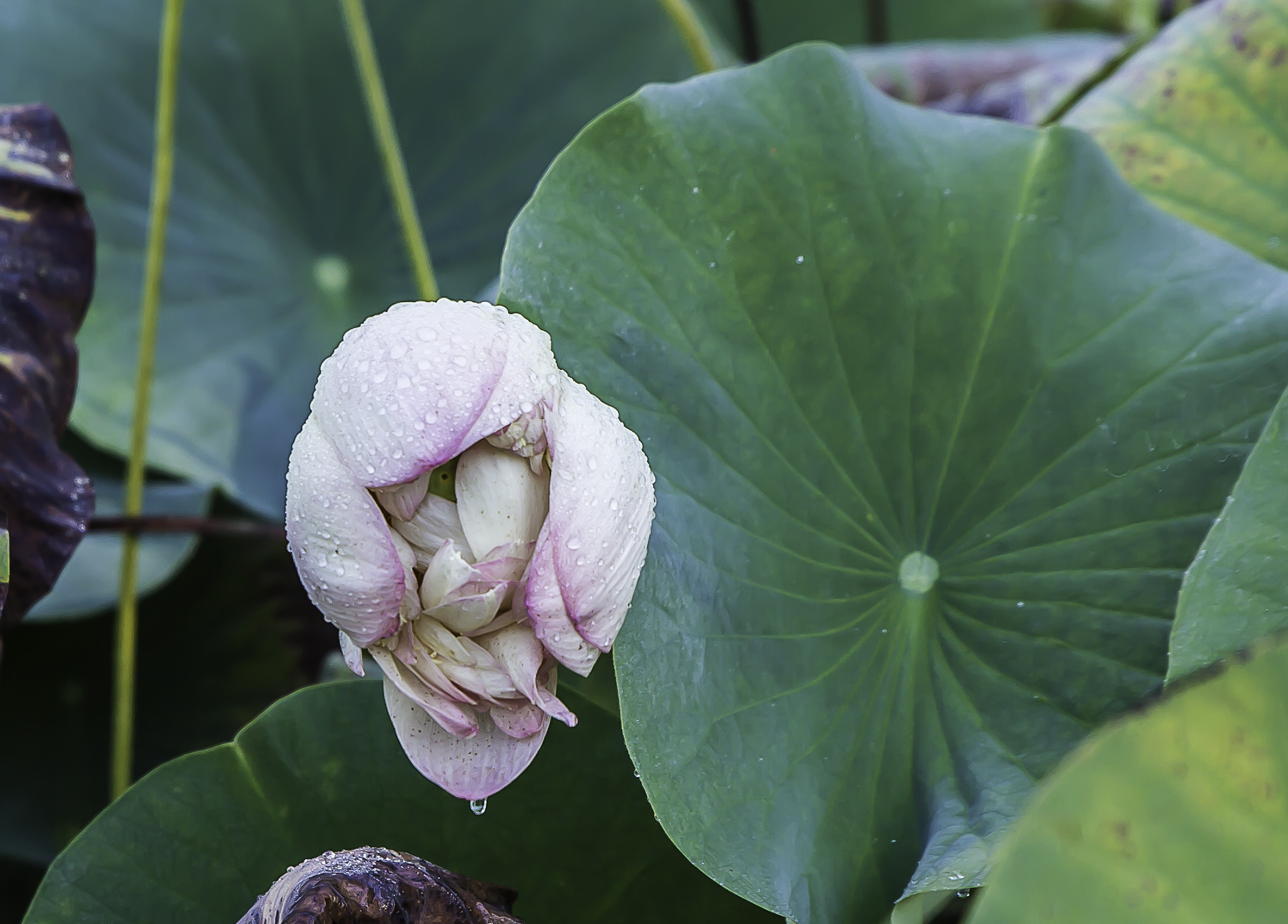 9 Lotus 1bis 150916.jpg