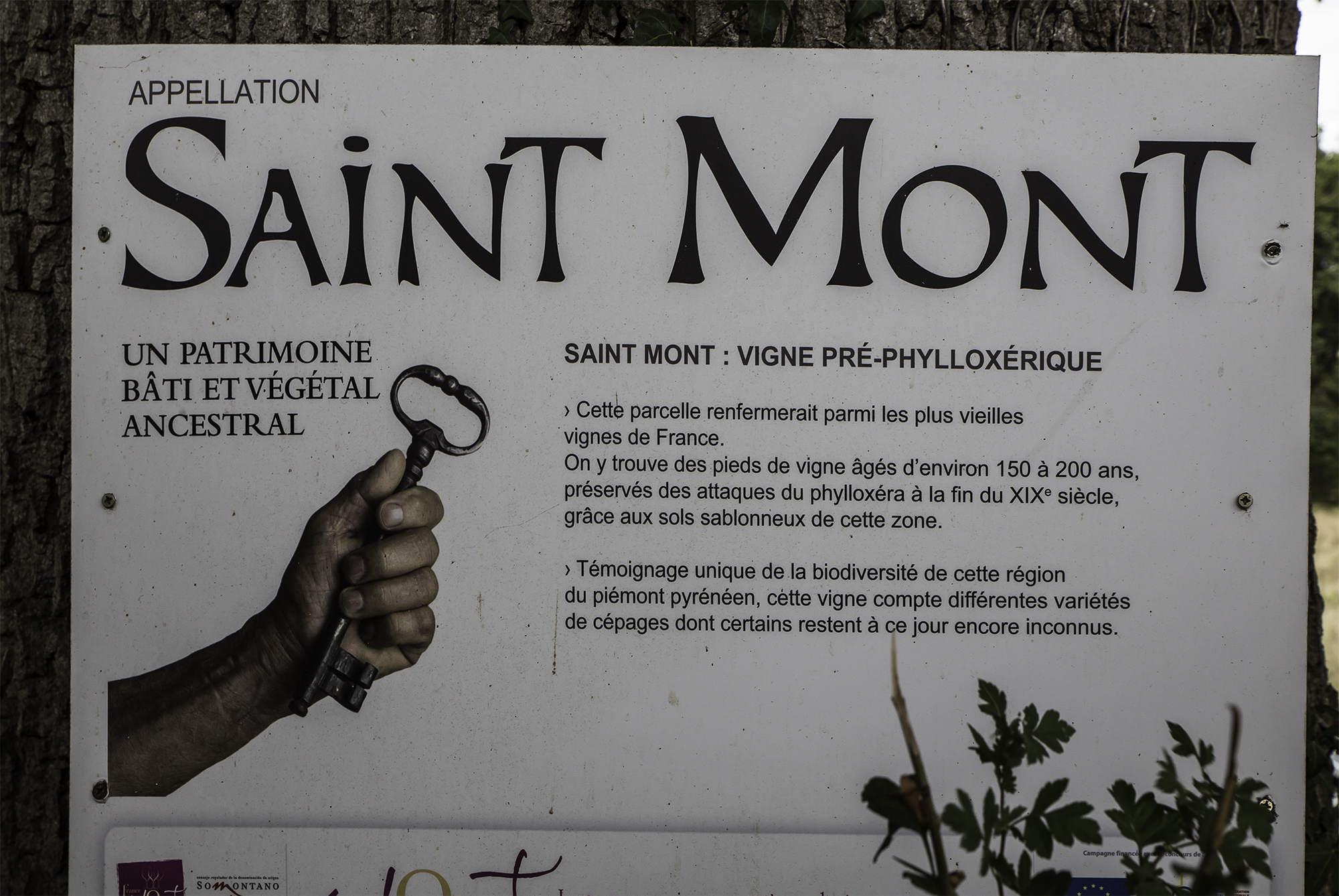 4 Panneau Vigne pré-phylloxérique 1bis 080916.jpg