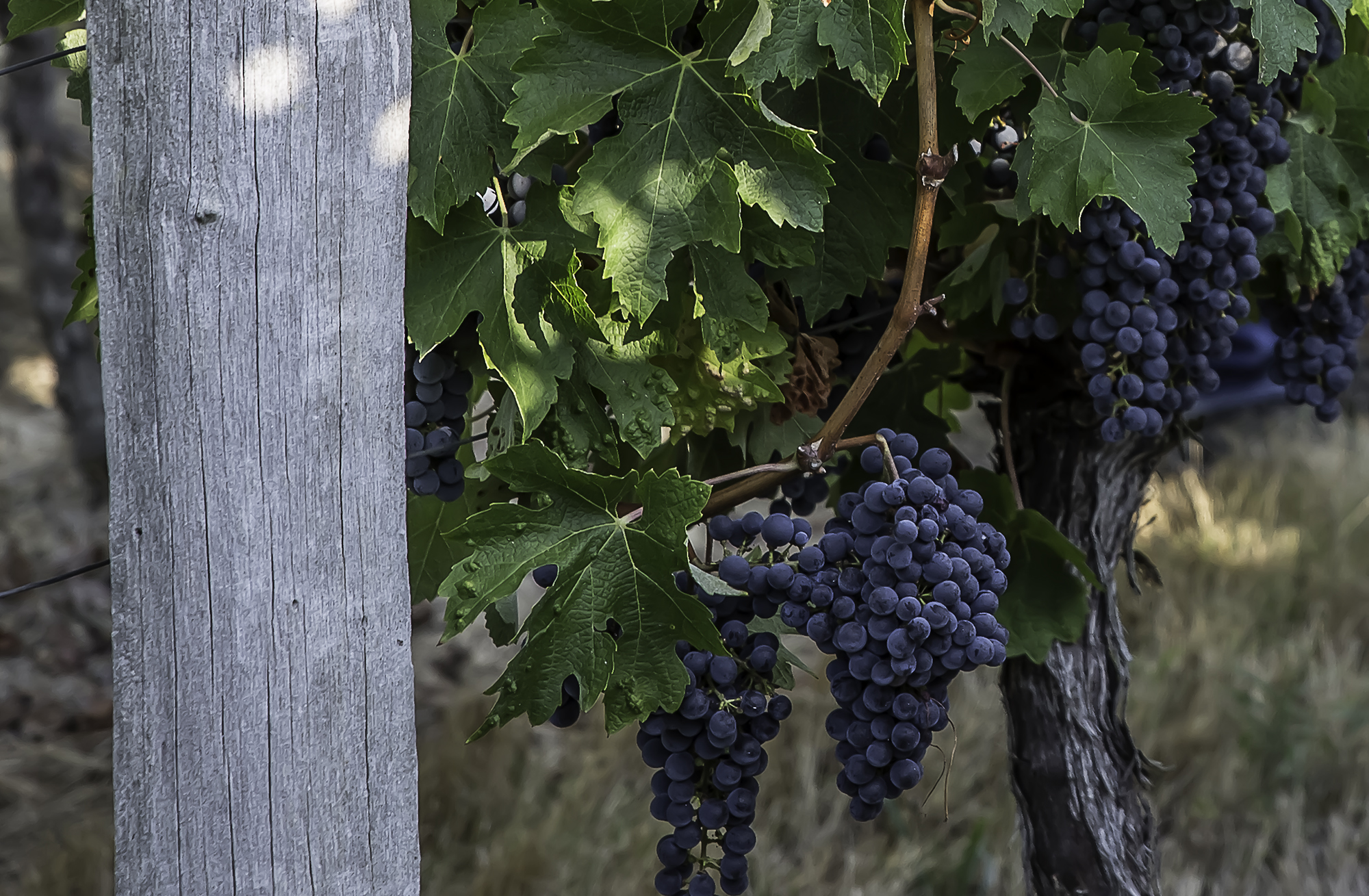 7 Cépage à belles grappes 1bis 130916.jpg