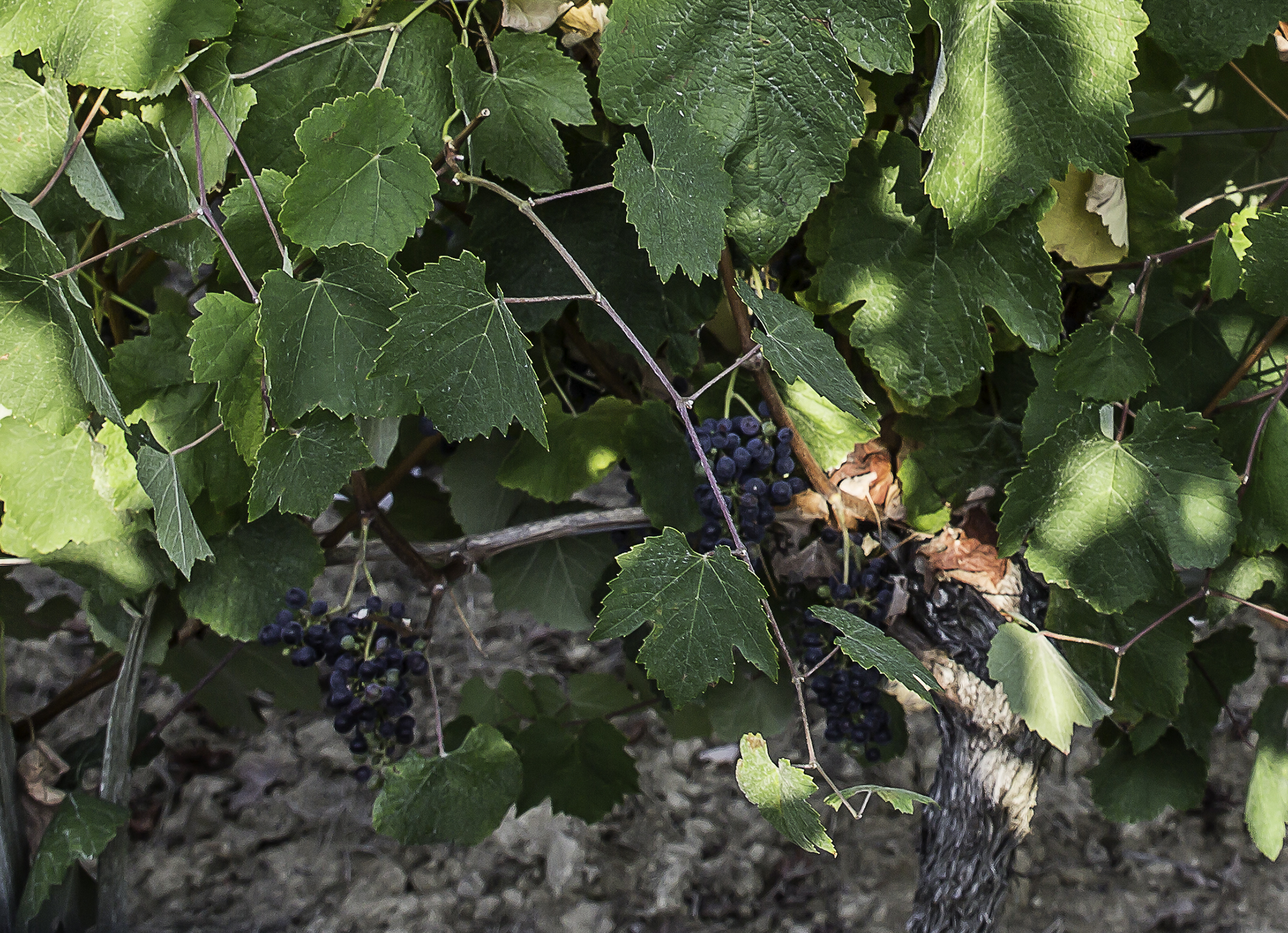 6 Cepage à grappe maigrichonne 1bis 130916.jpg