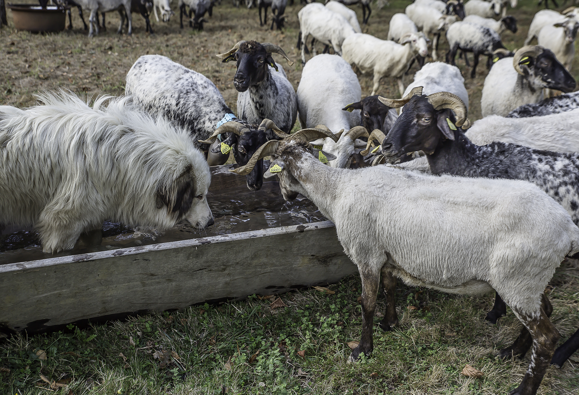 10 Le chien dans l'abreuvoir 1bis 170916.jpg