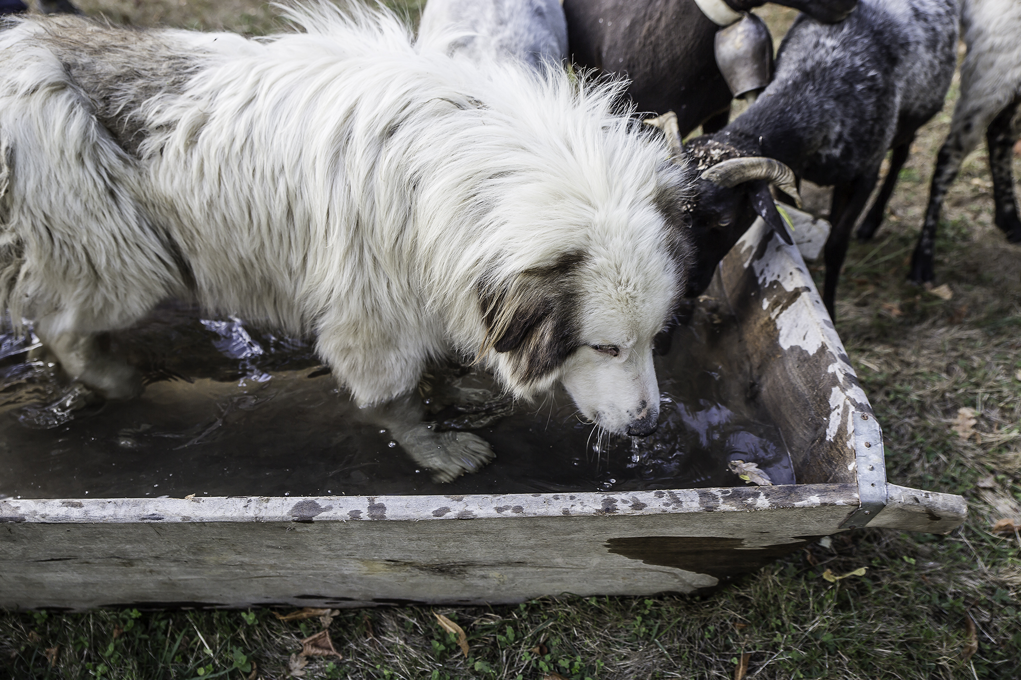 11 Le chien prend un bain de pied 1bis 170916.jpg