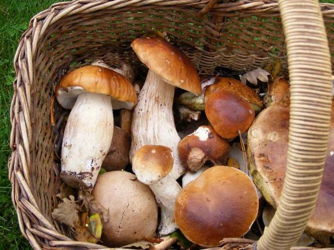 RISCLE ECOCENTRE cepes.jpg