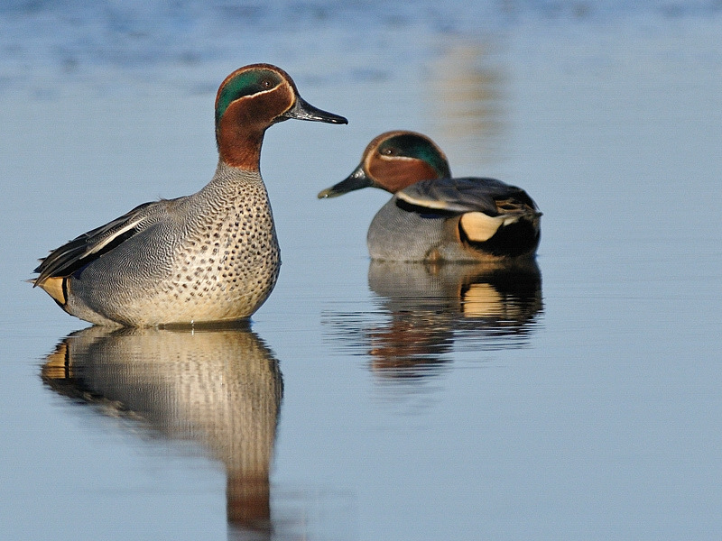 RISCLE PIERRE ET TERRE oiseaux hivernants.jpg 10 DECEMBRE 2016.jpg