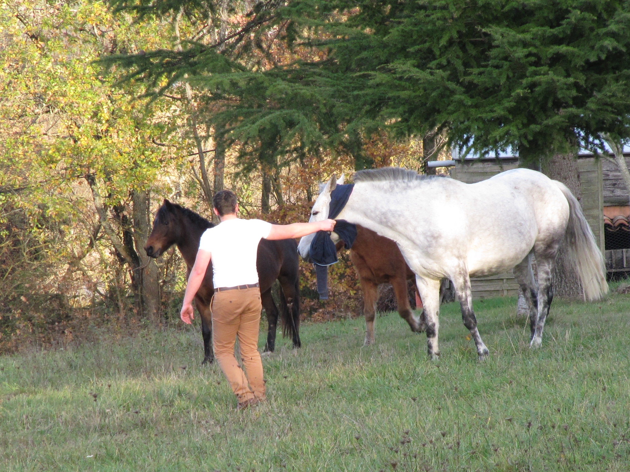 chevaux2.jpg