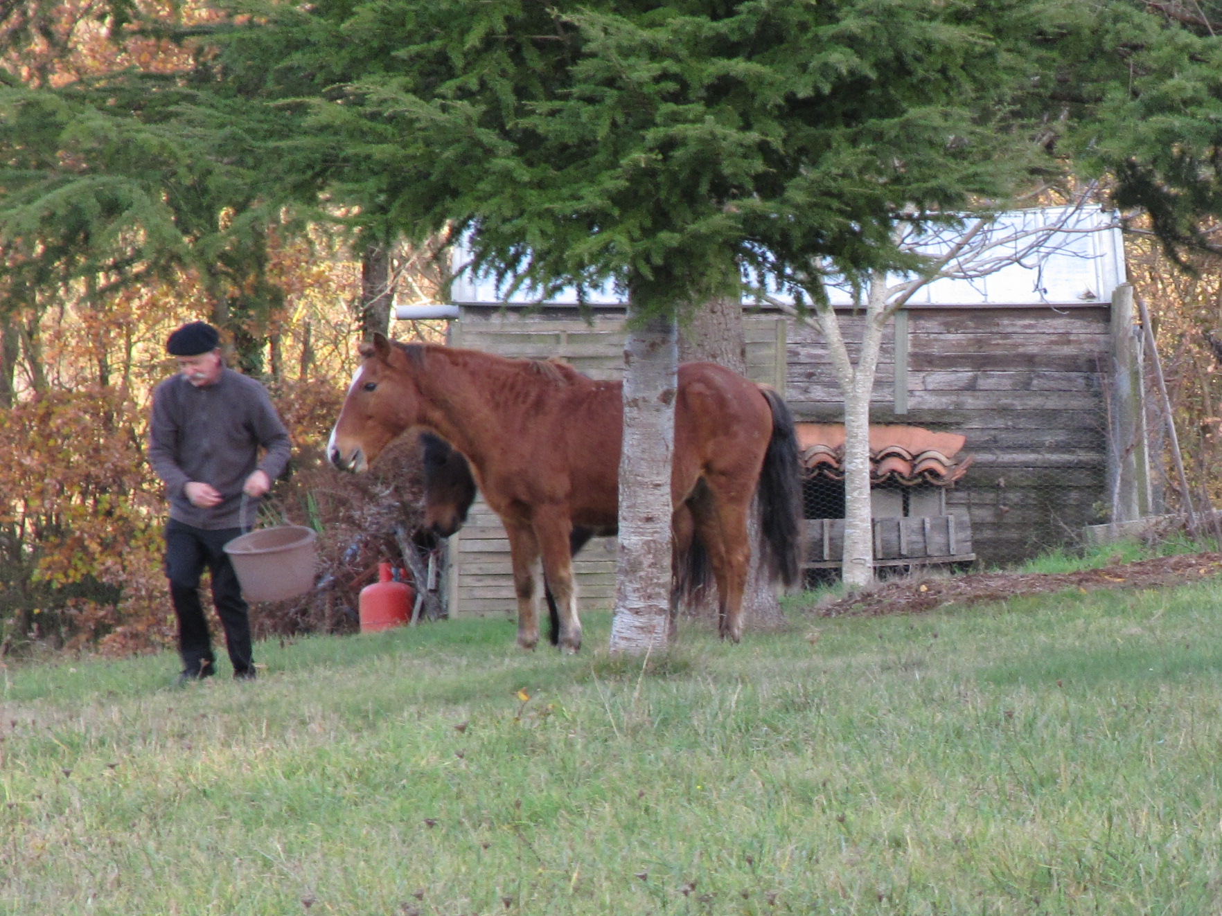 chevaux1.jpg