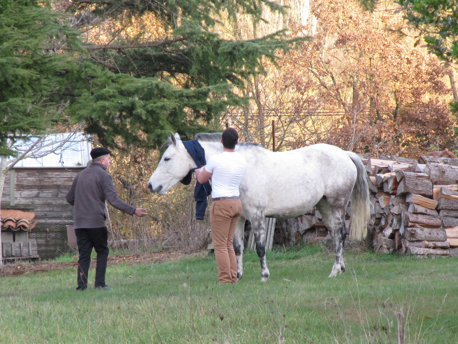 chevaux3.jpg