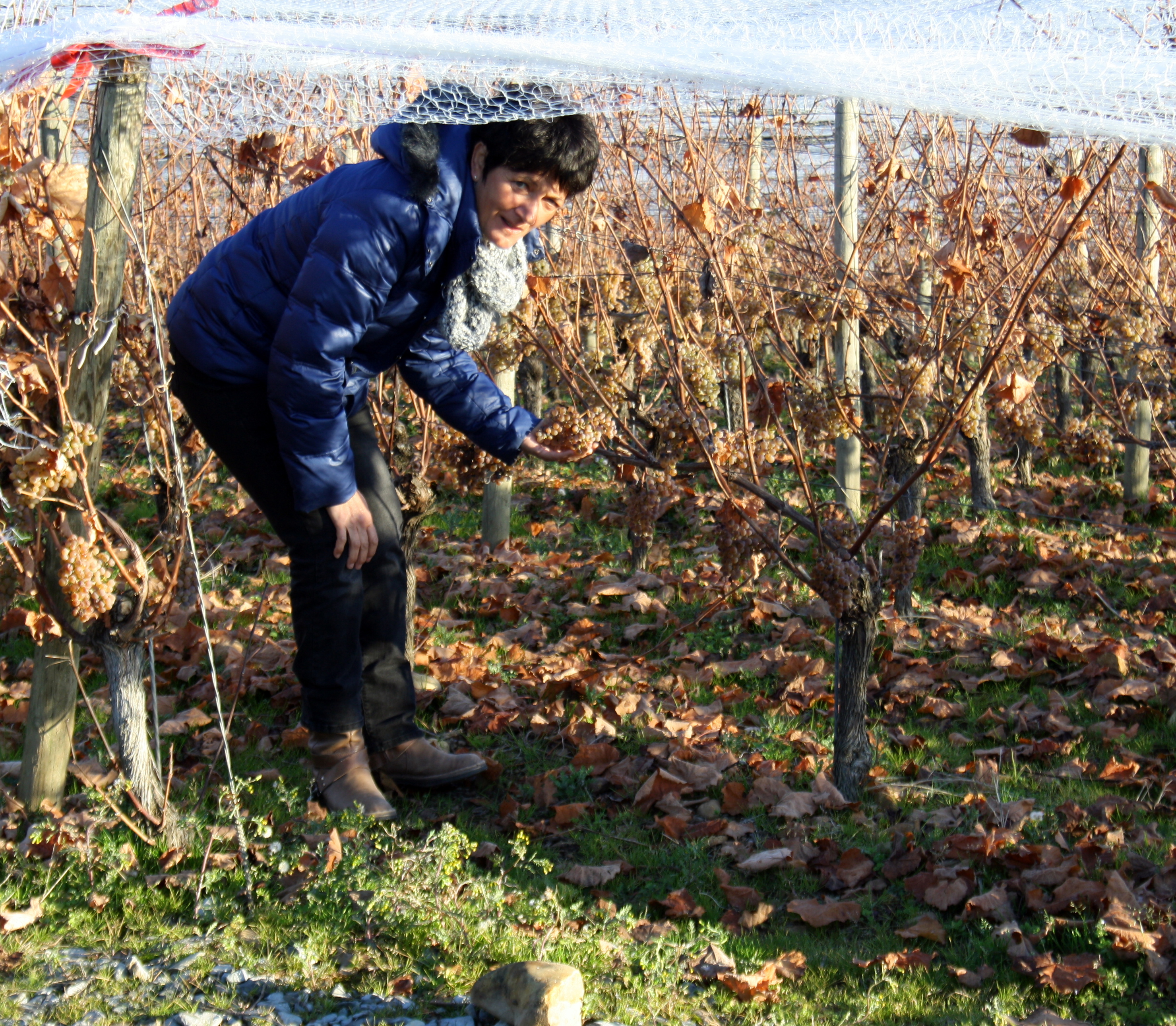 VIELLA VENDANGES 31 DECEMBRE 2016 SABINE LABORDE 003.JPG a.jpg