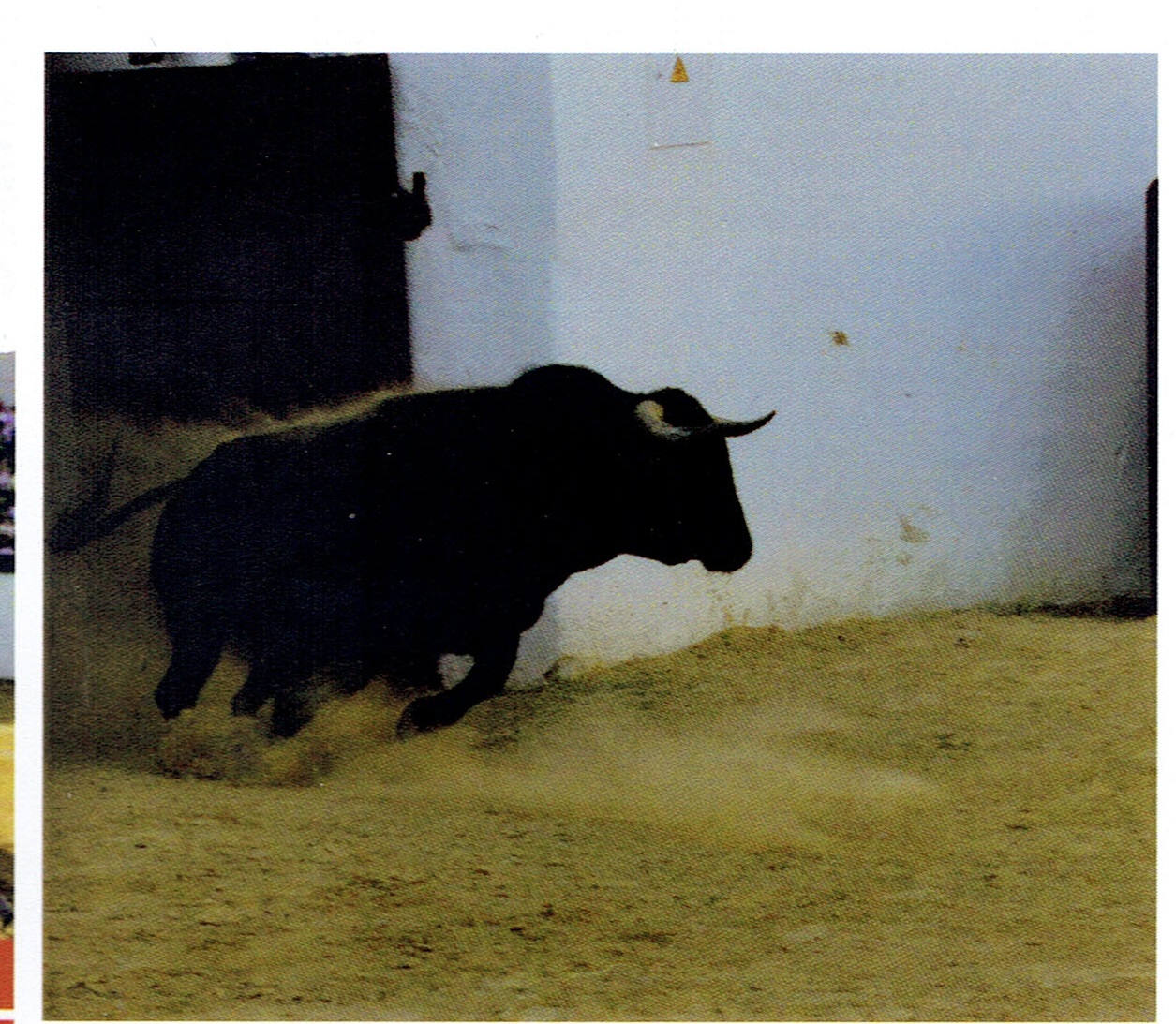 toro de darré.jpg