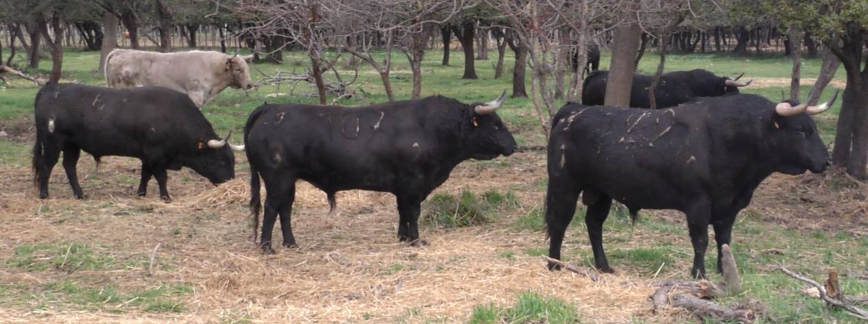 Toros de Gallon.jpg