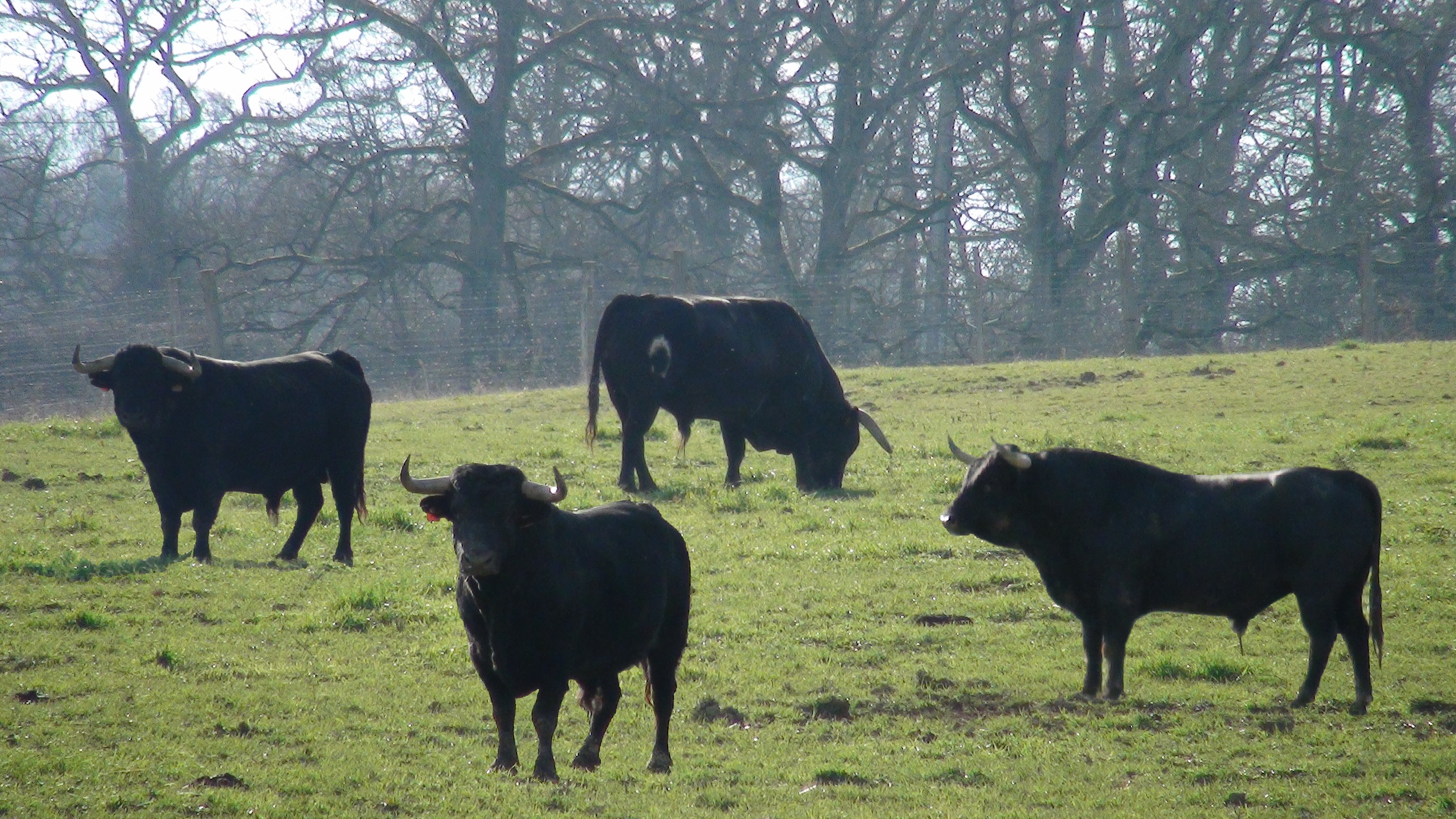 Toros de Camino de Santiago.jpg
