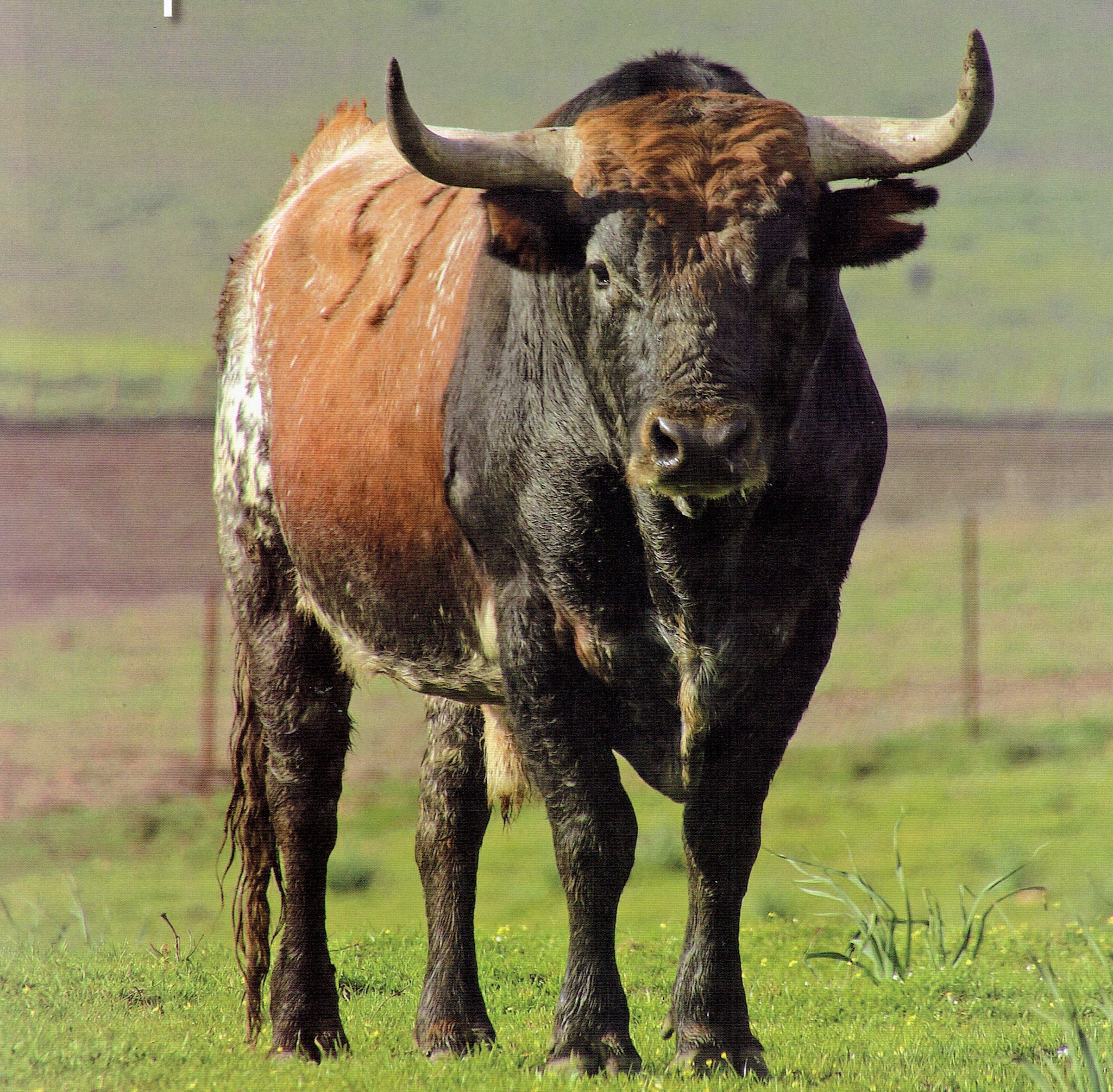 toro de miura.jpg