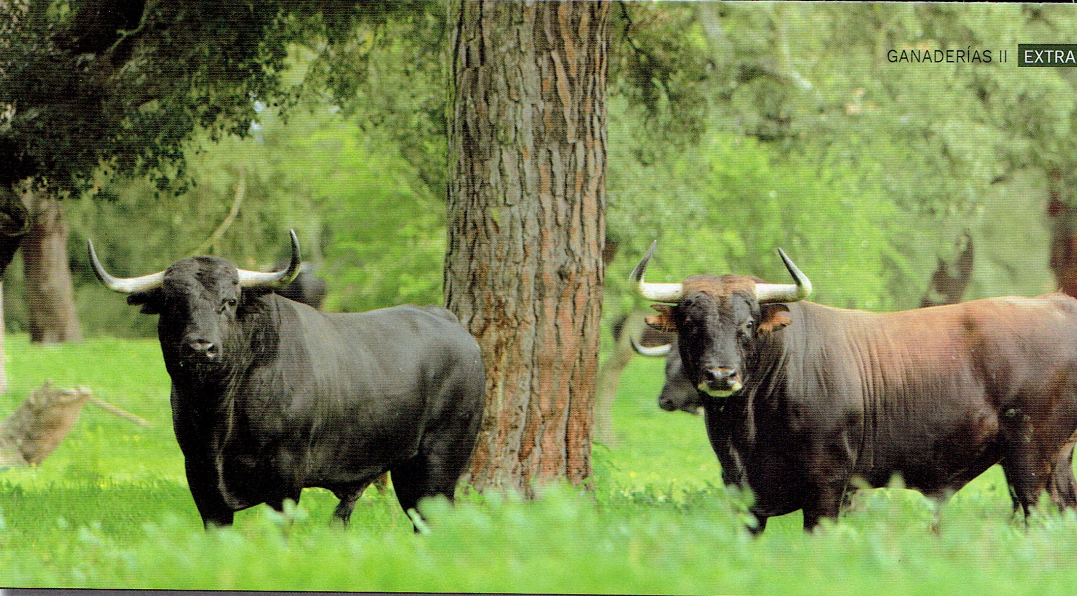 toros de palha.jpg