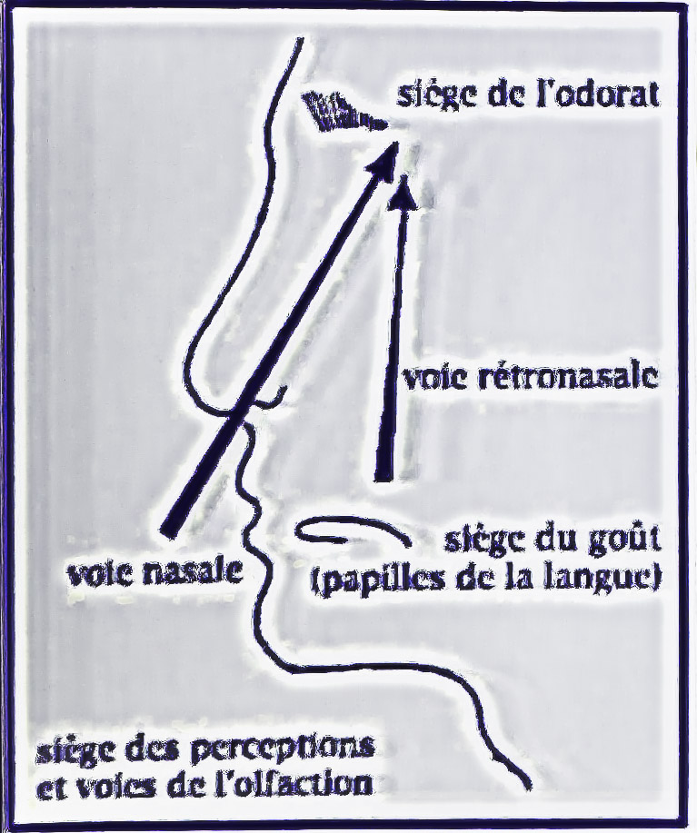 5 Le nez du vin 1bis 250317.jpg