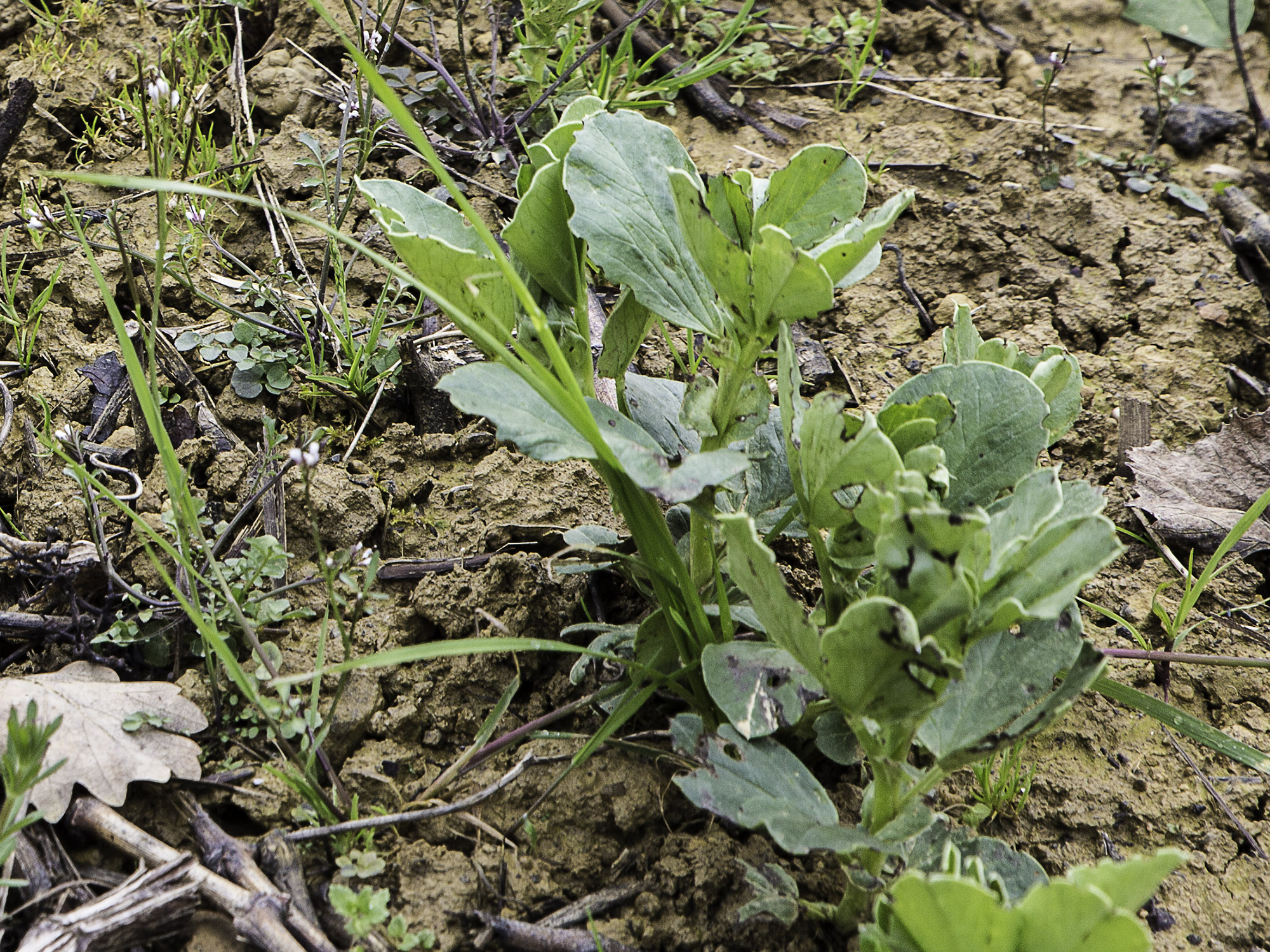 4 Féveroles récemment plantées dans la vigne en inter-rangs 1bis 250317.jpg