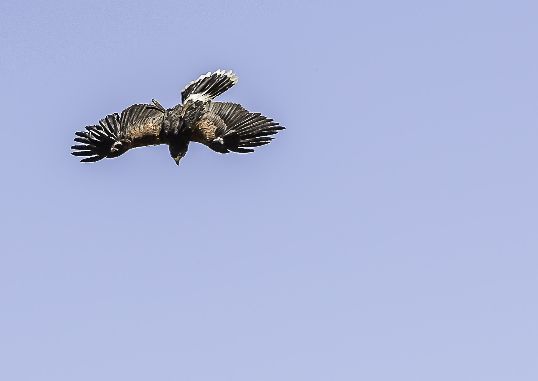 2 Rapace en vol 1bis 080417.jpg