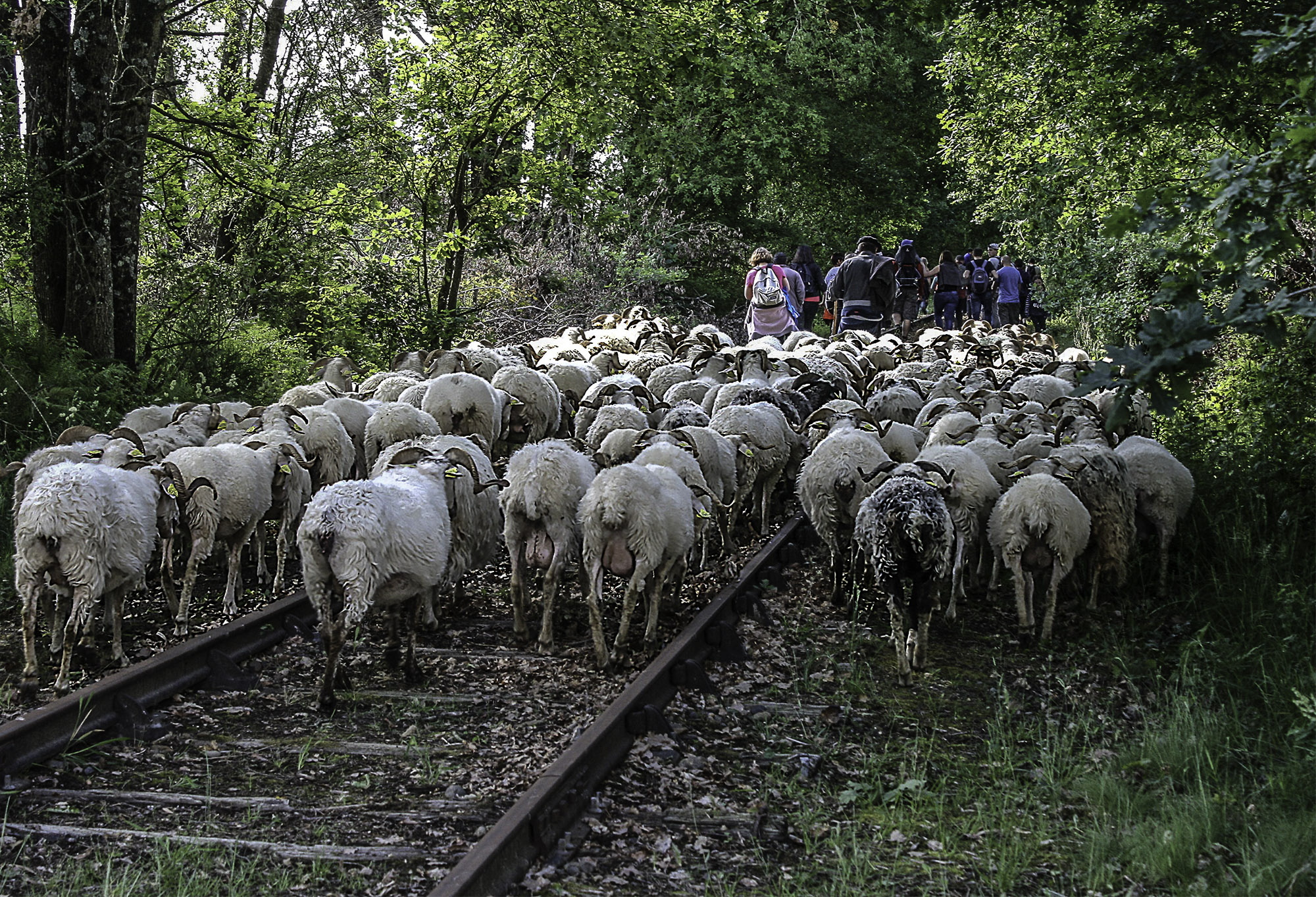 2 DR Jean-François Van Overstraeten en route 1bis 130517.jpg