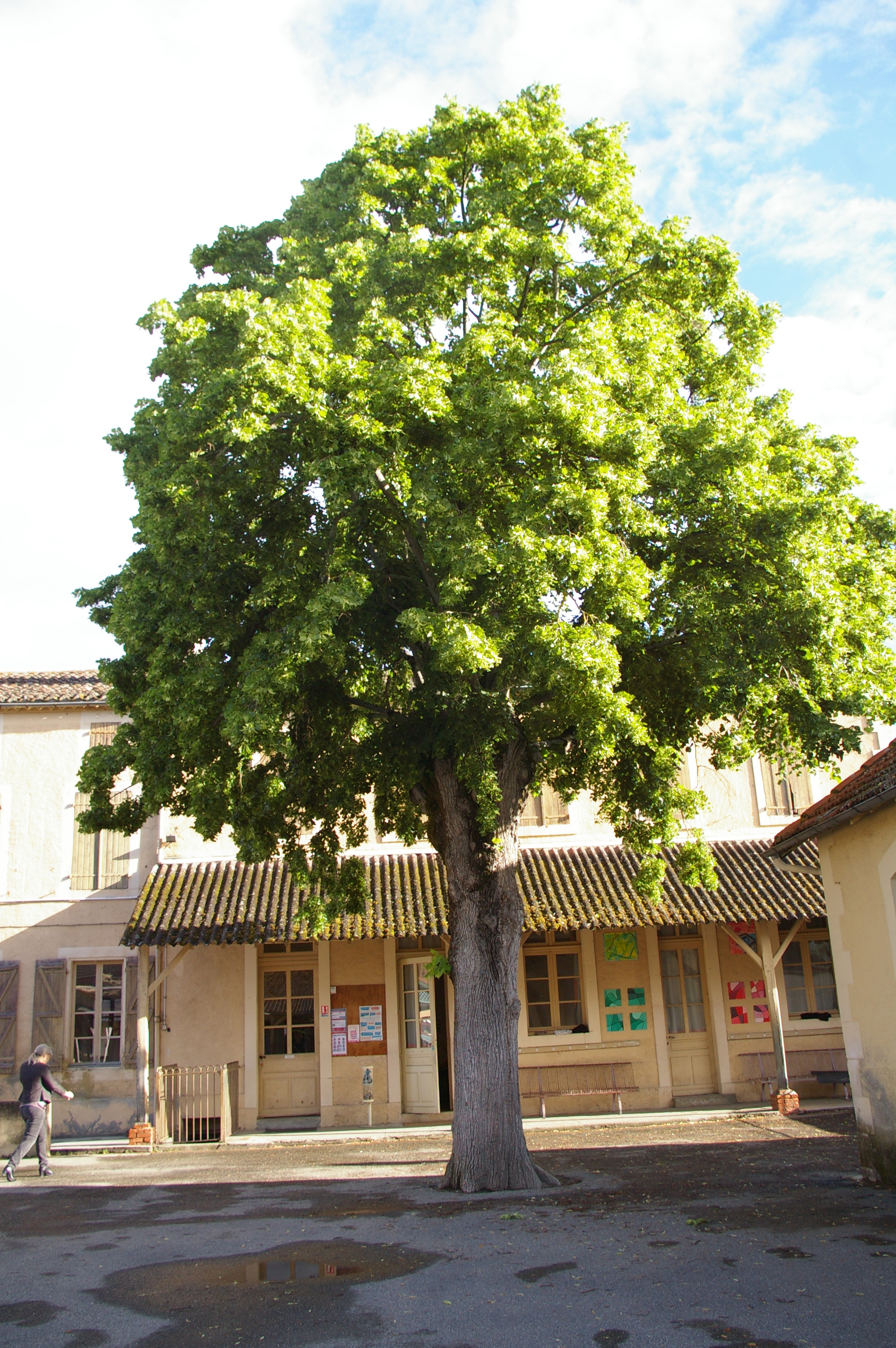 IMGP4730.JPG