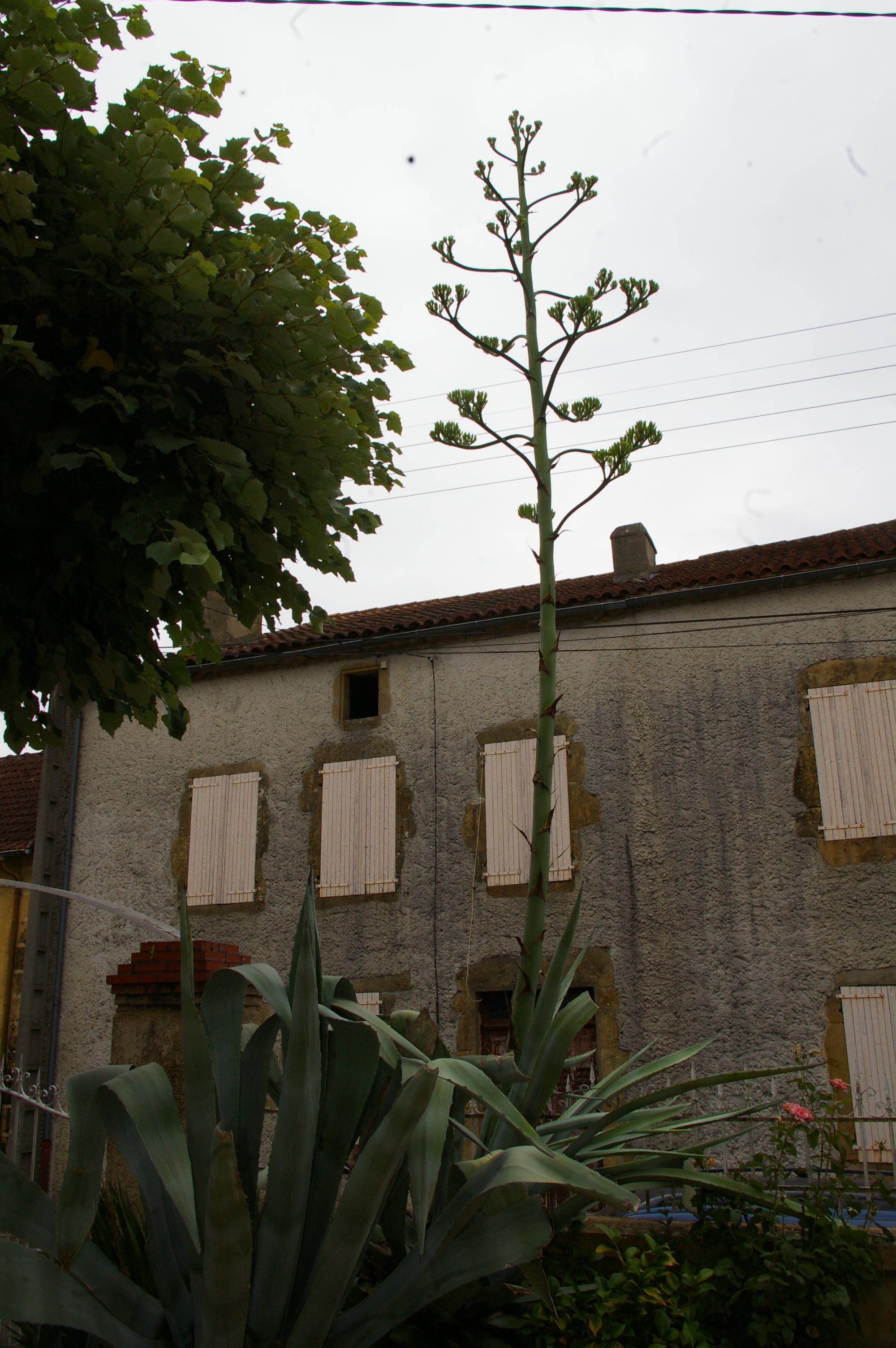 IMGP5055.JPG