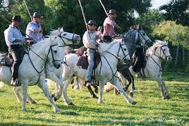 camargue.jpg