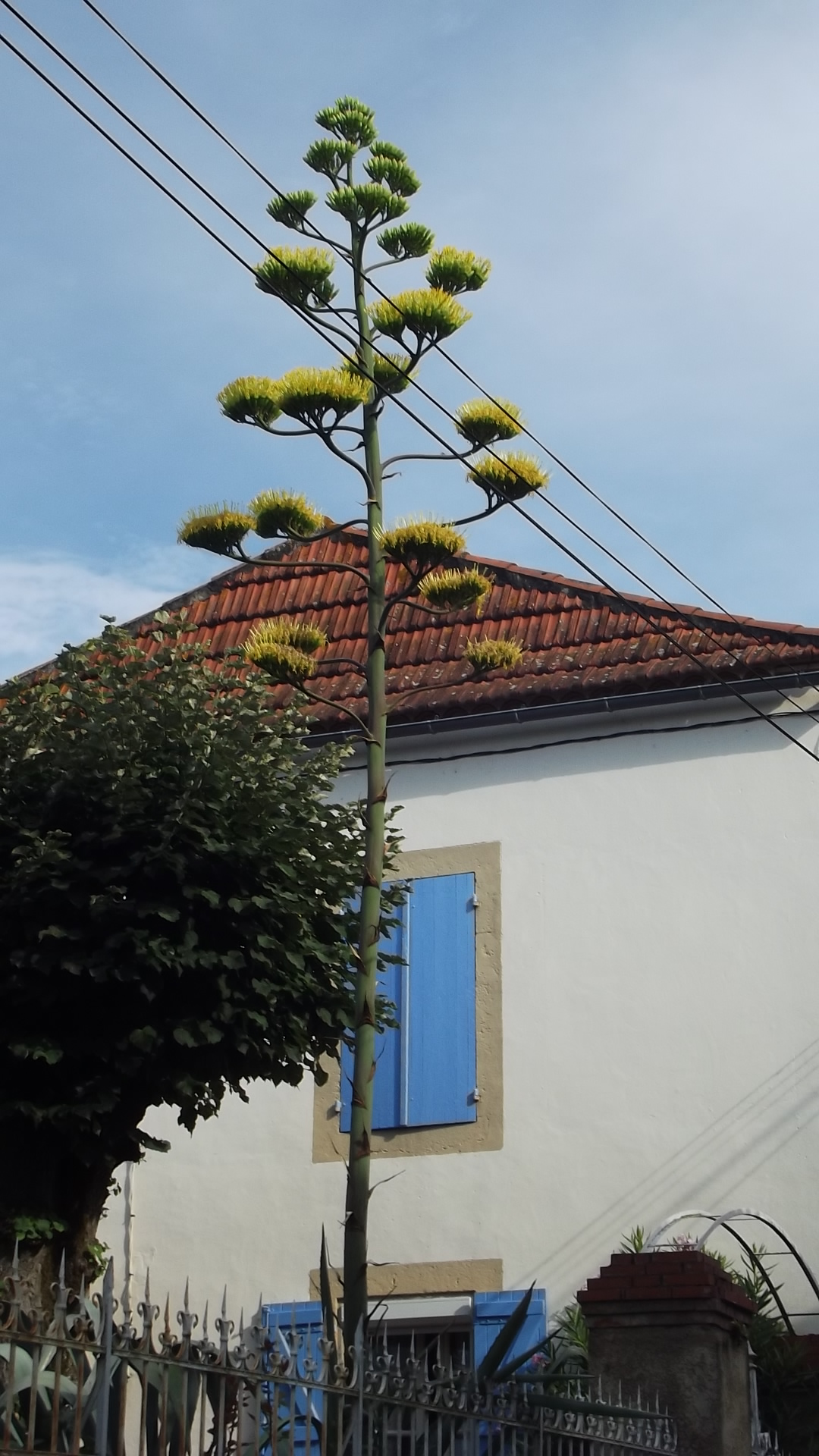 DSCF3294.JPG