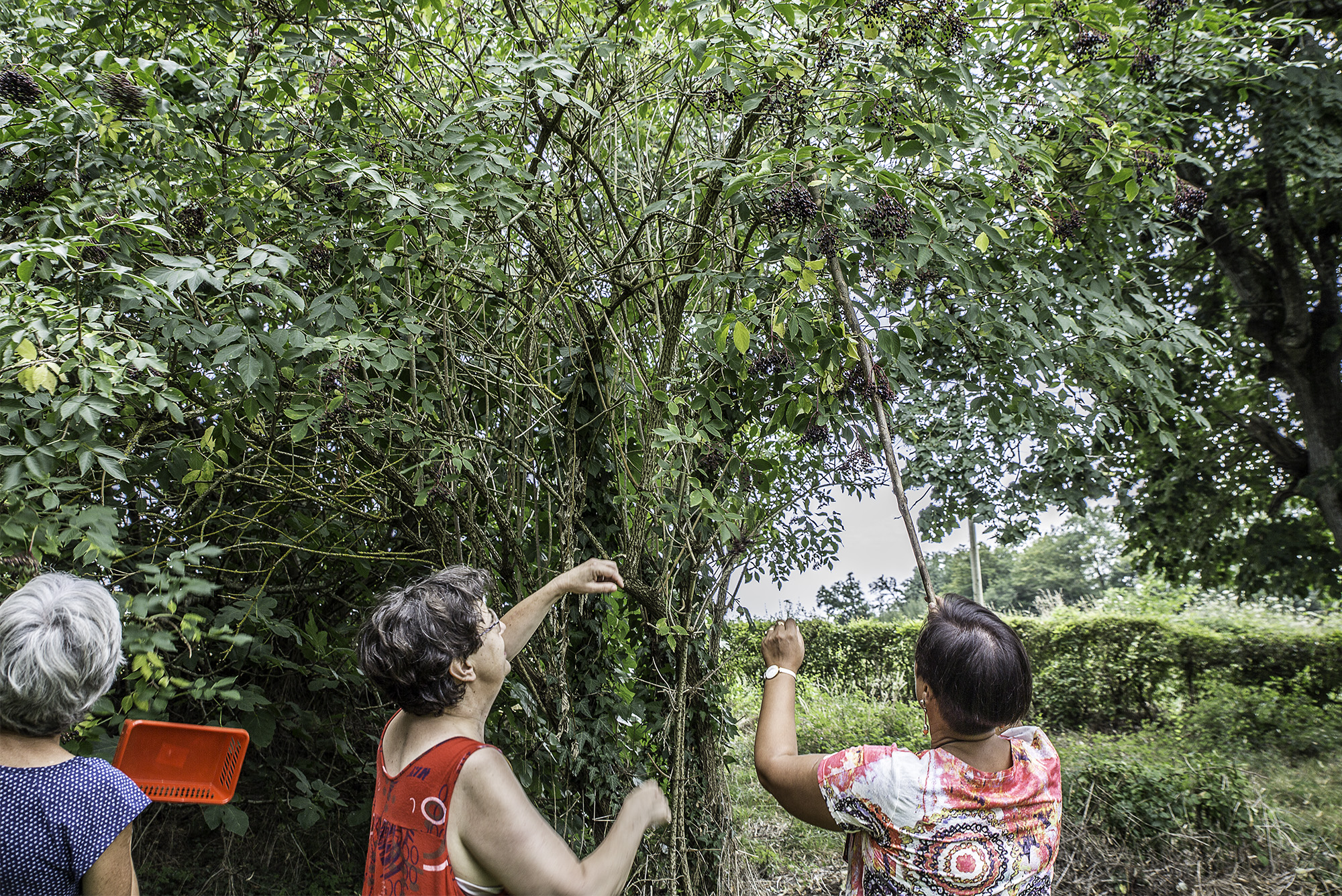 2 Cueille des grappes 1bis 020817.jpg
