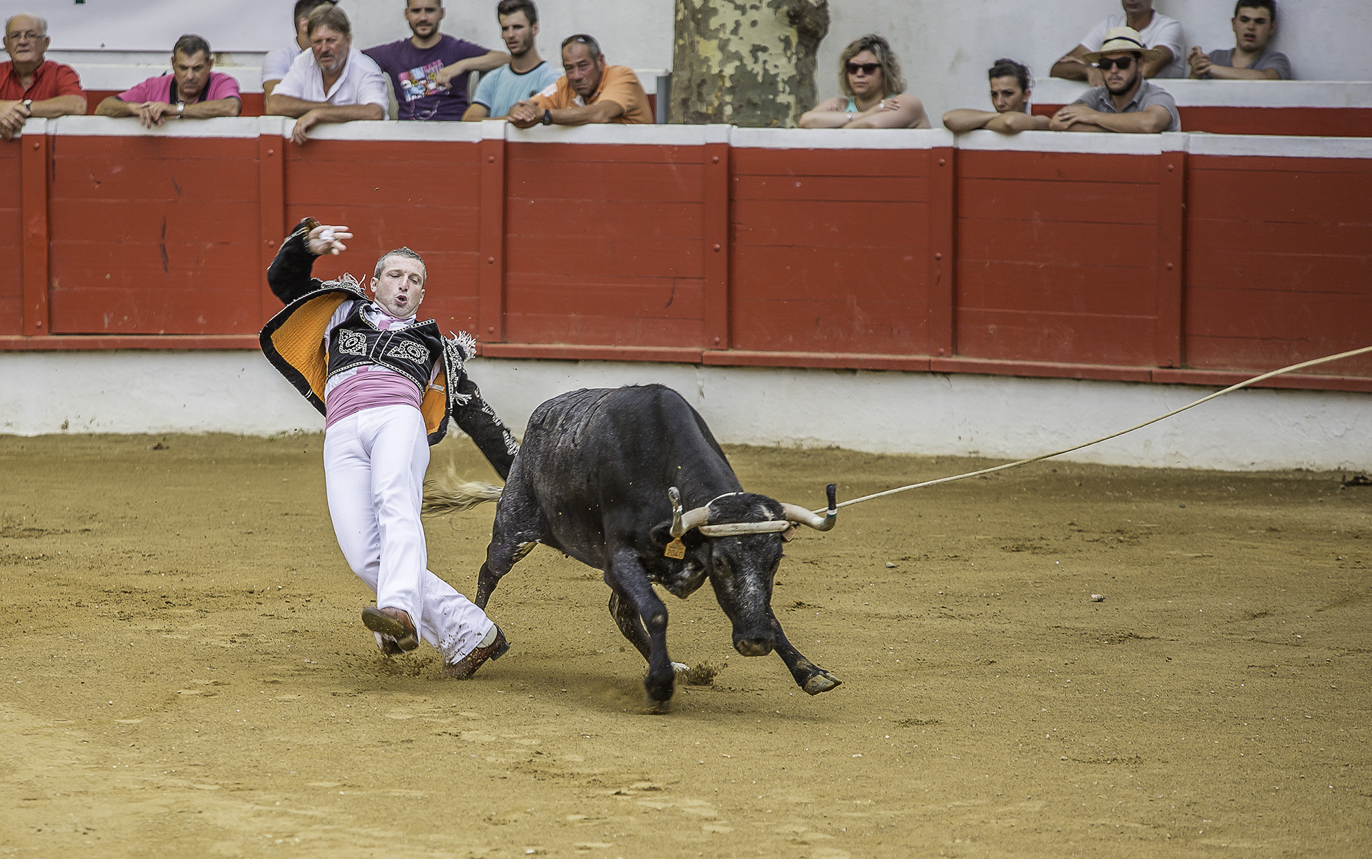 5 La vache fait un croche-pied 1bis 150817.jpg