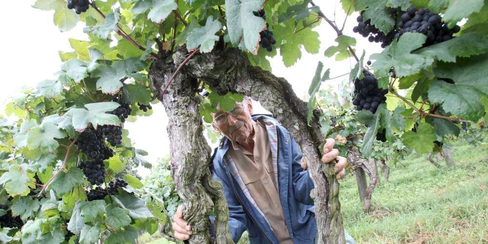 c-est-la-premiere-fois-en-france-que-du-materiel-vegetal-est-classe-monument-historique.jpg