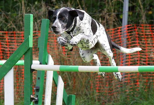 agility 3.jpg