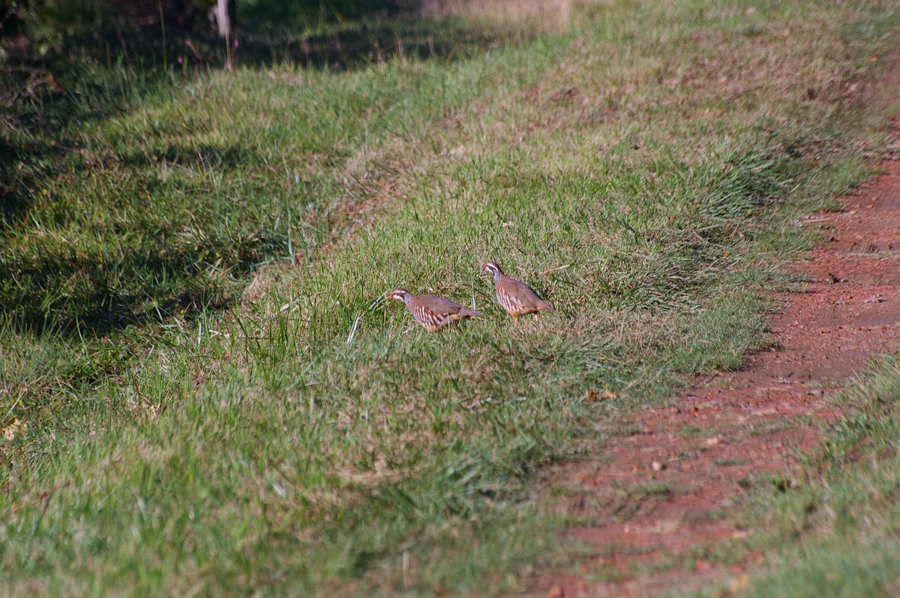 IMGP7788.JPG